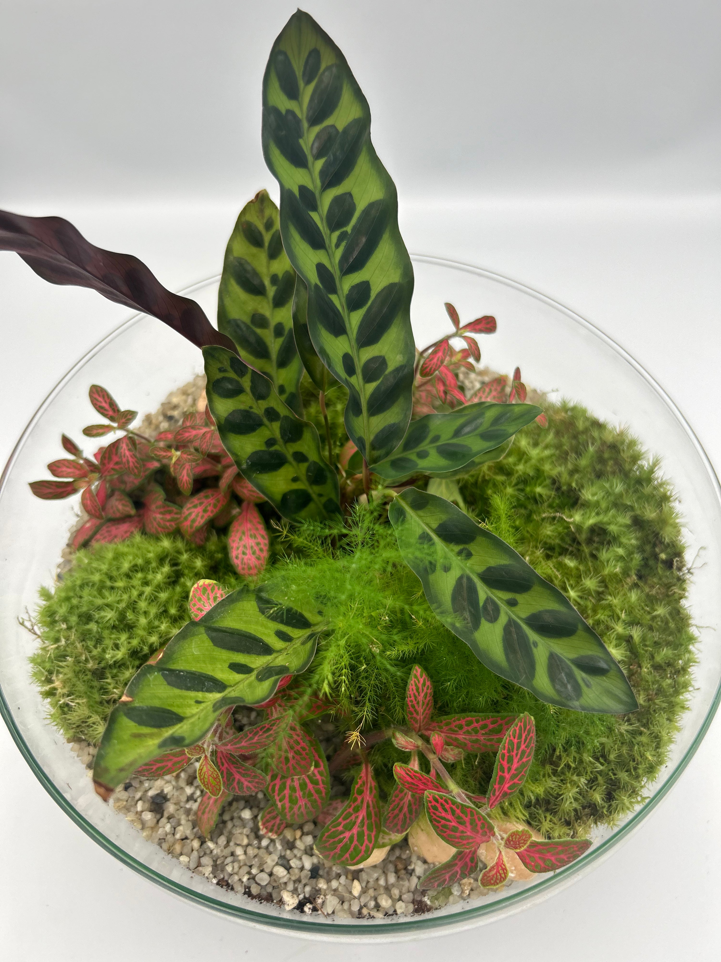 Globe Terrarium