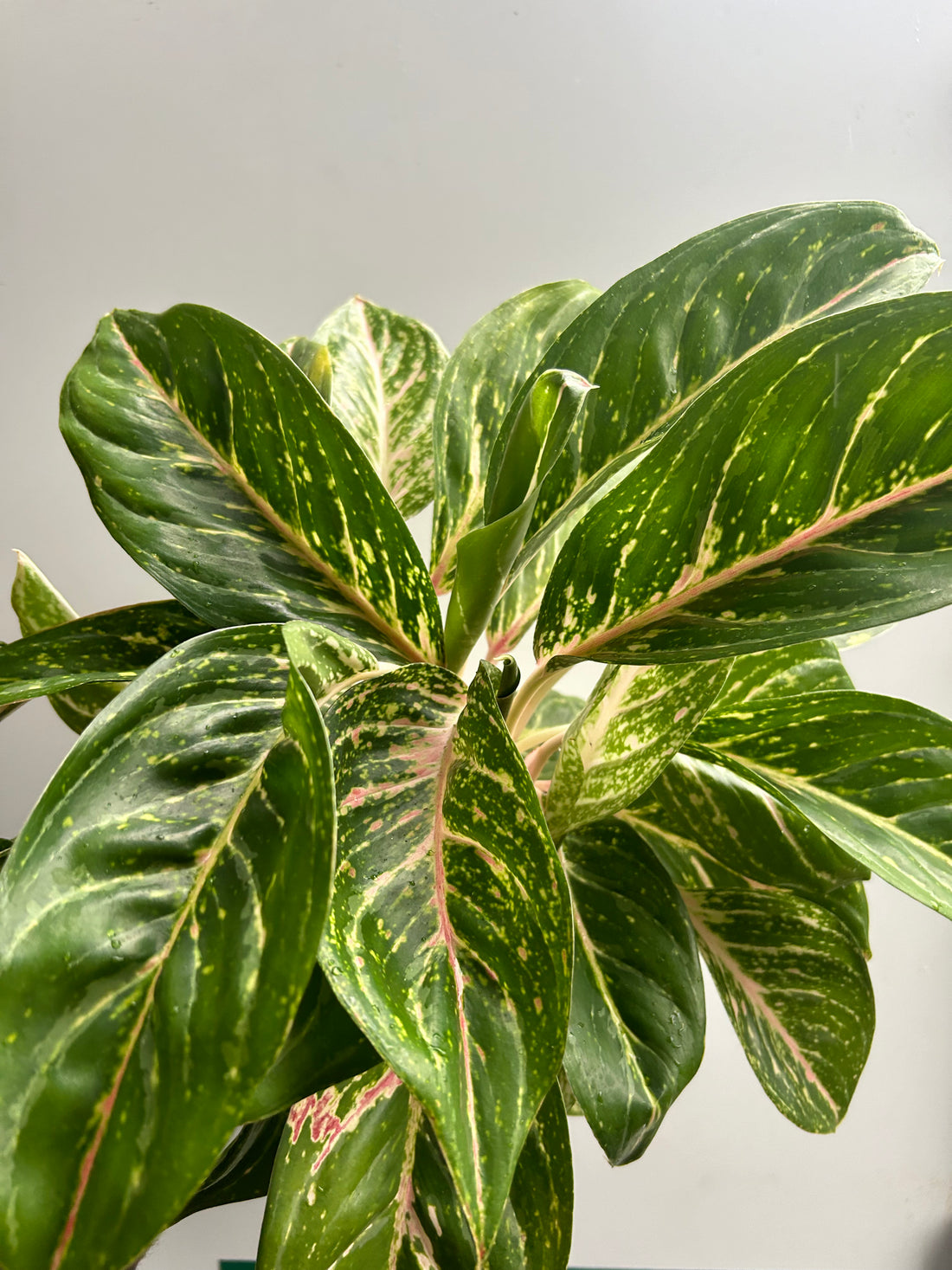 Aglaonema Coco Green