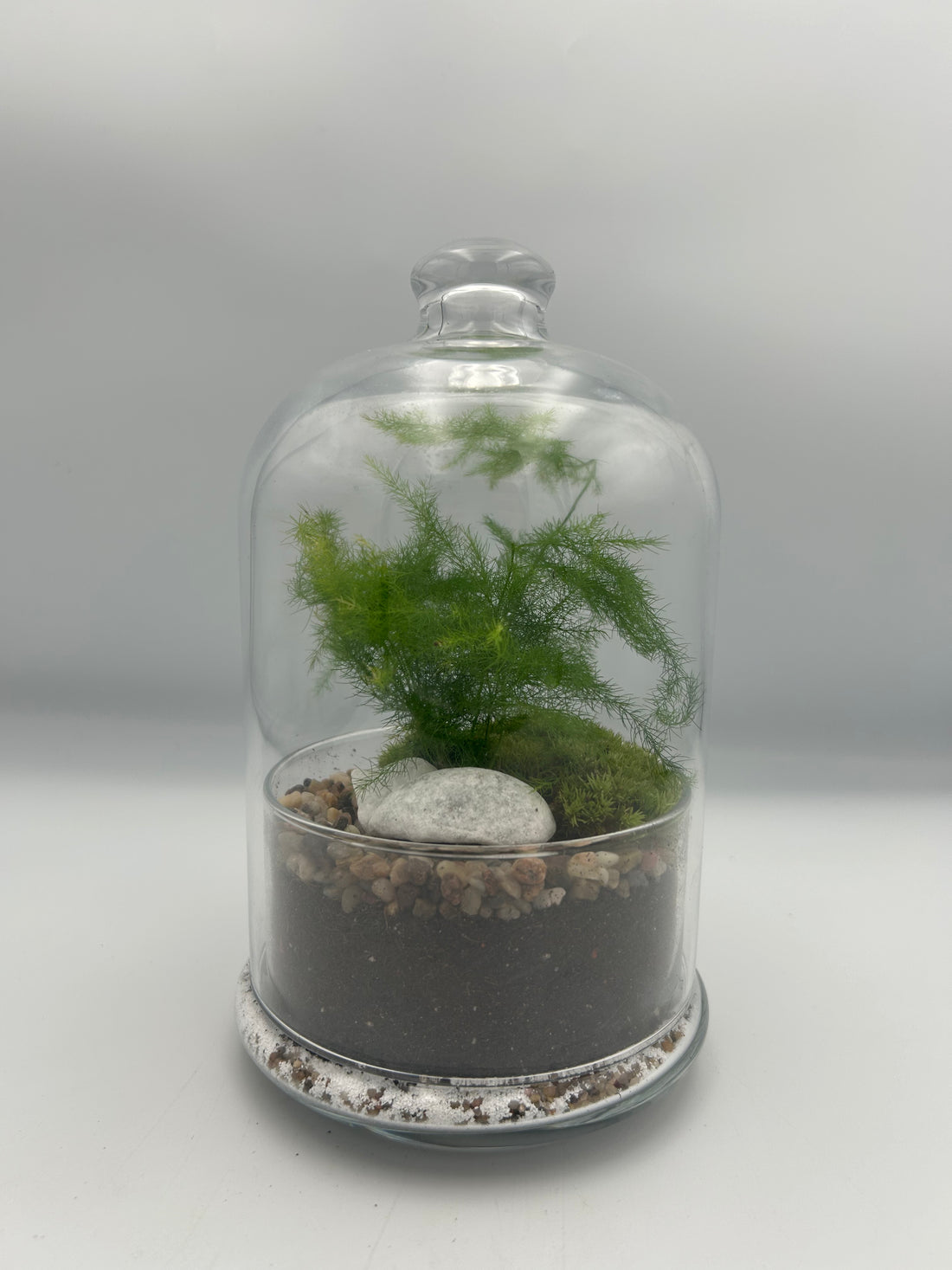 Asparagus Fern Dome Terrarium