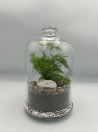Asparagus Fern Dome Terrarium
