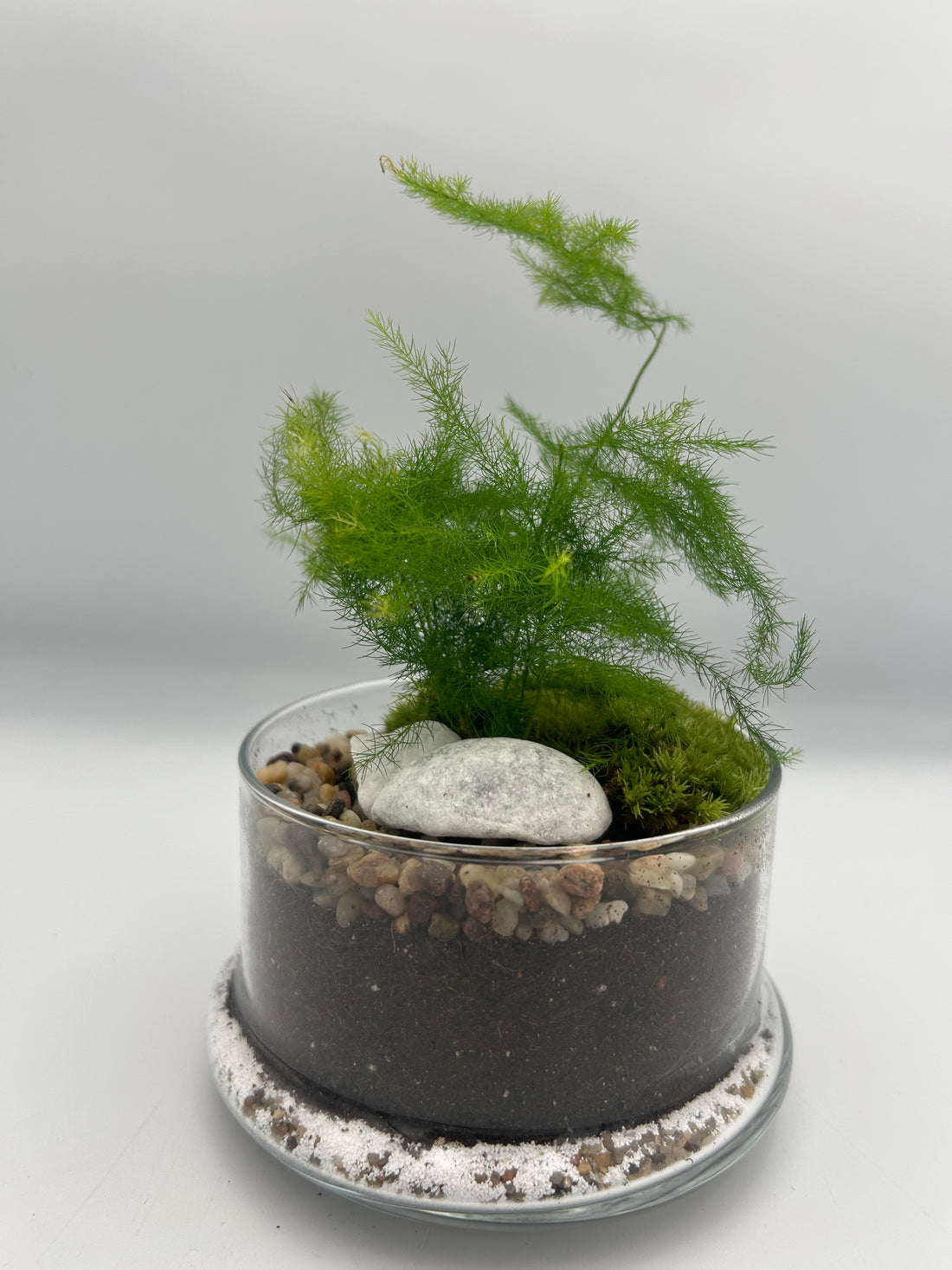 Asparagus Fern Dome Terrarium