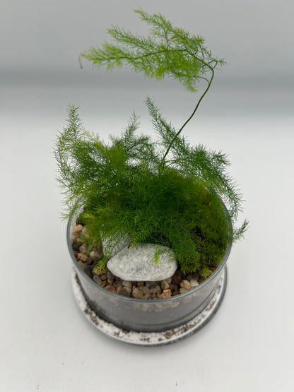Asparagus Fern Dome Terrarium