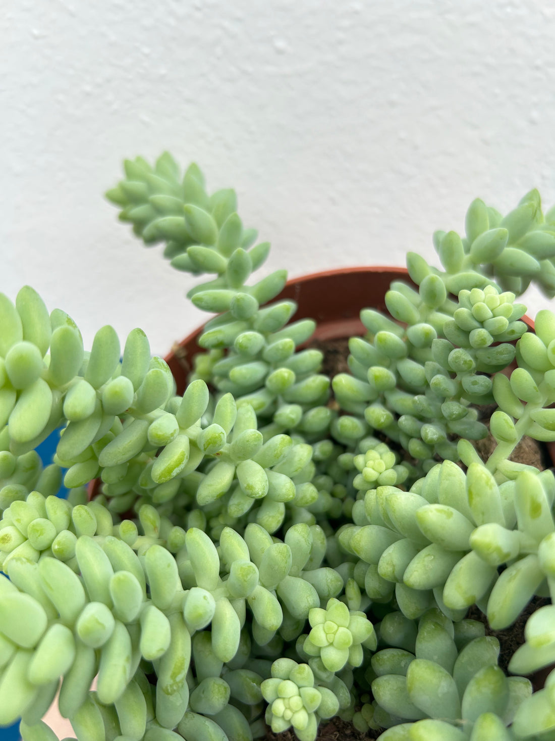 Sedum Burrito