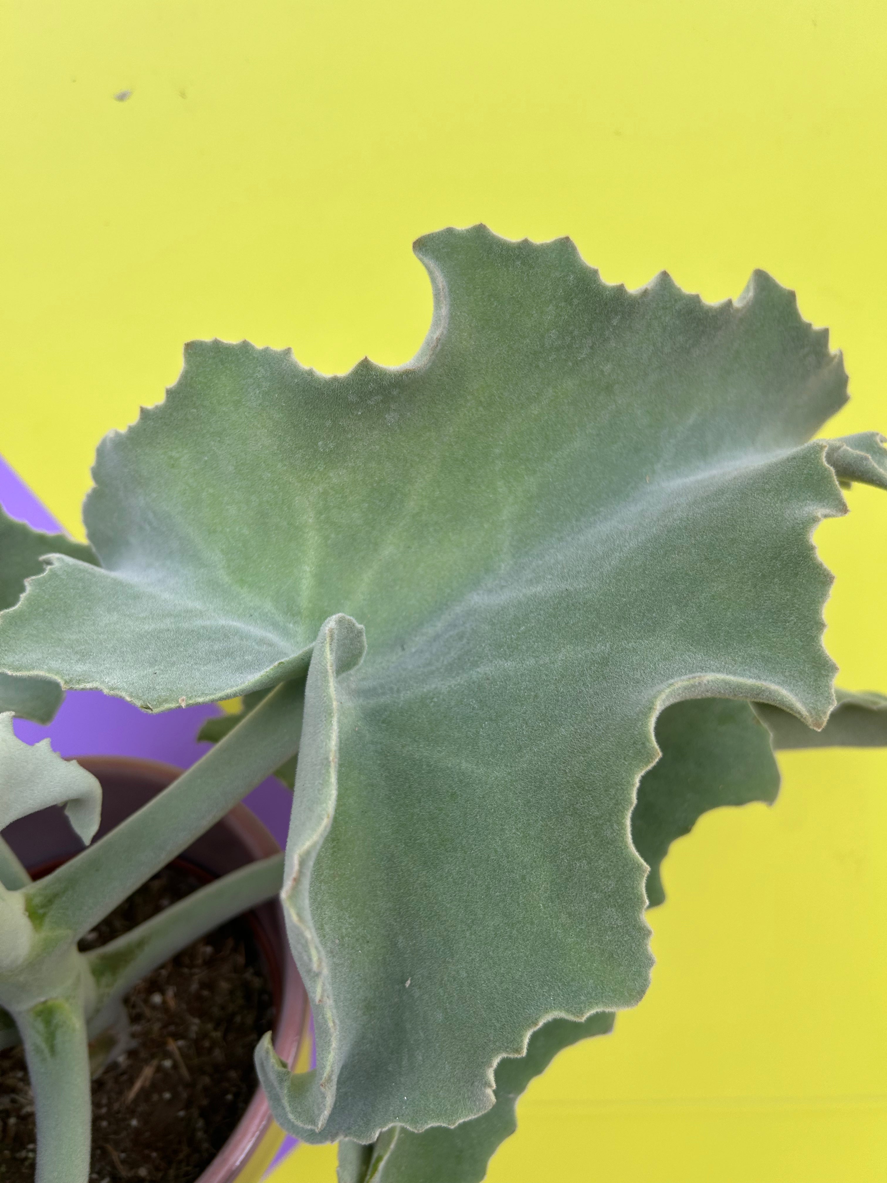 Kalanchoe Beharensis