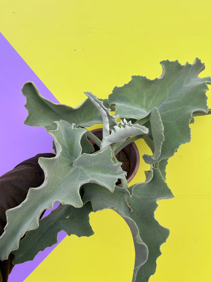 Kalanchoe Beharensis