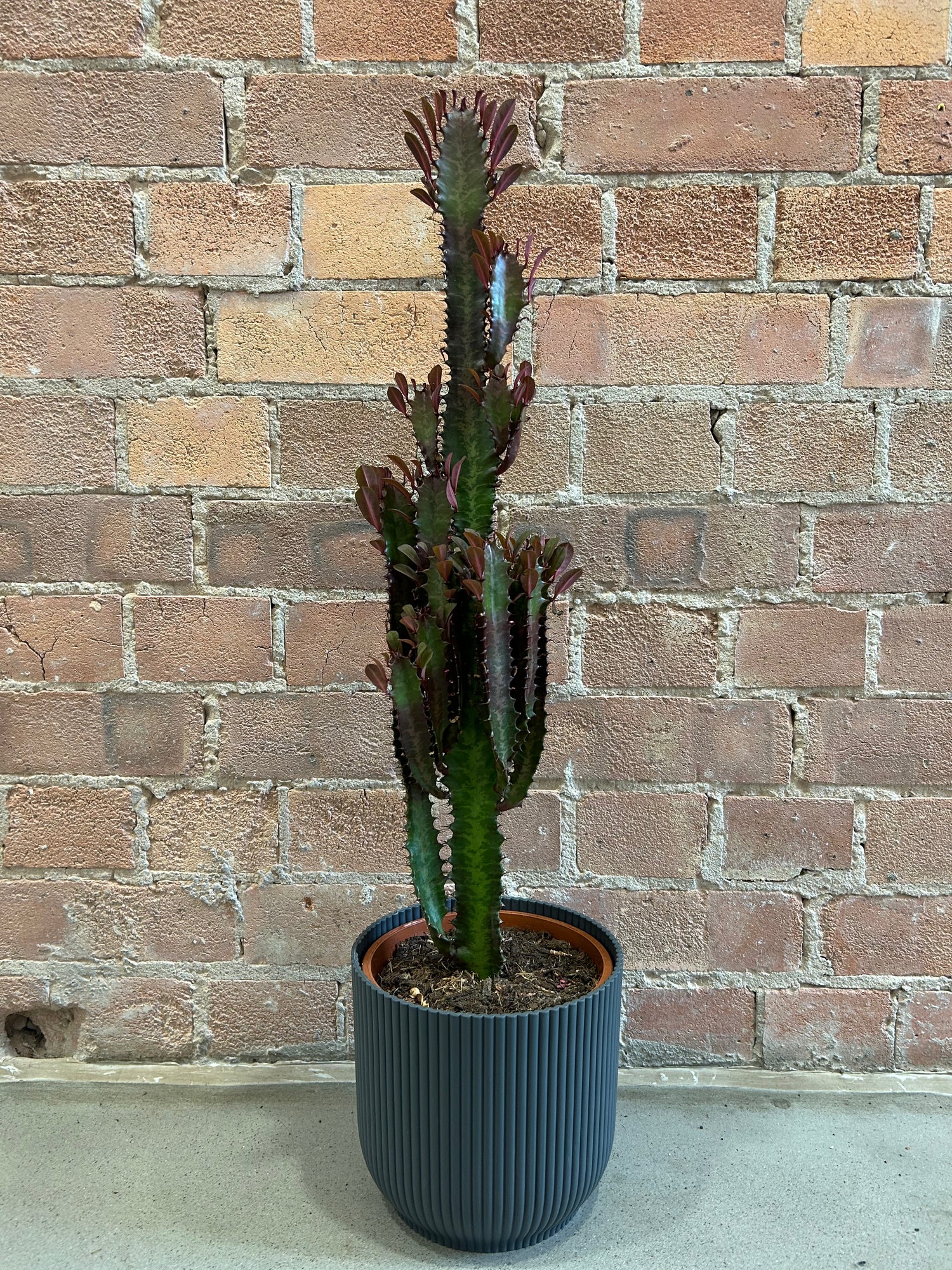 Euphorbia trigona