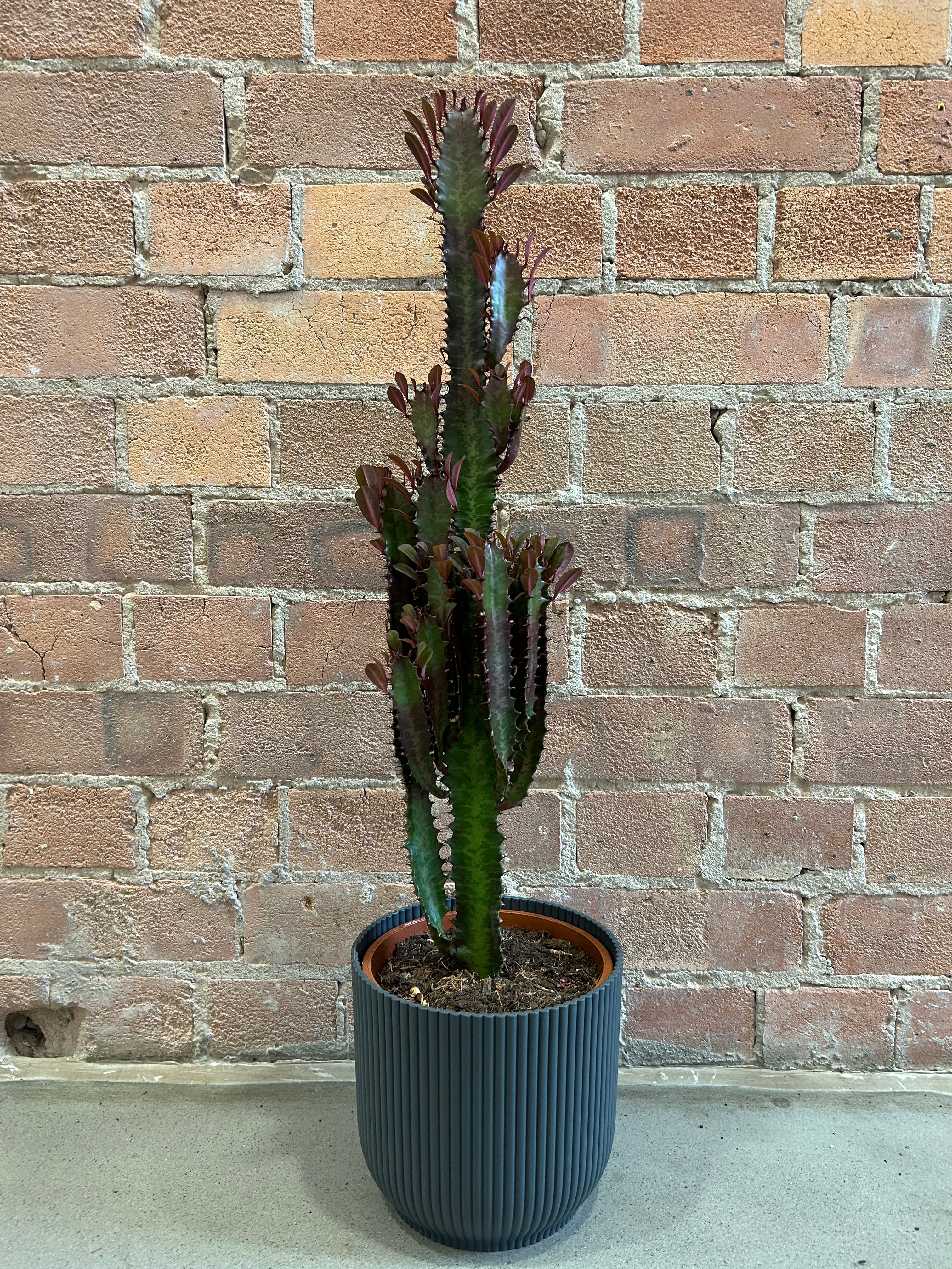 Euphorbia trigona