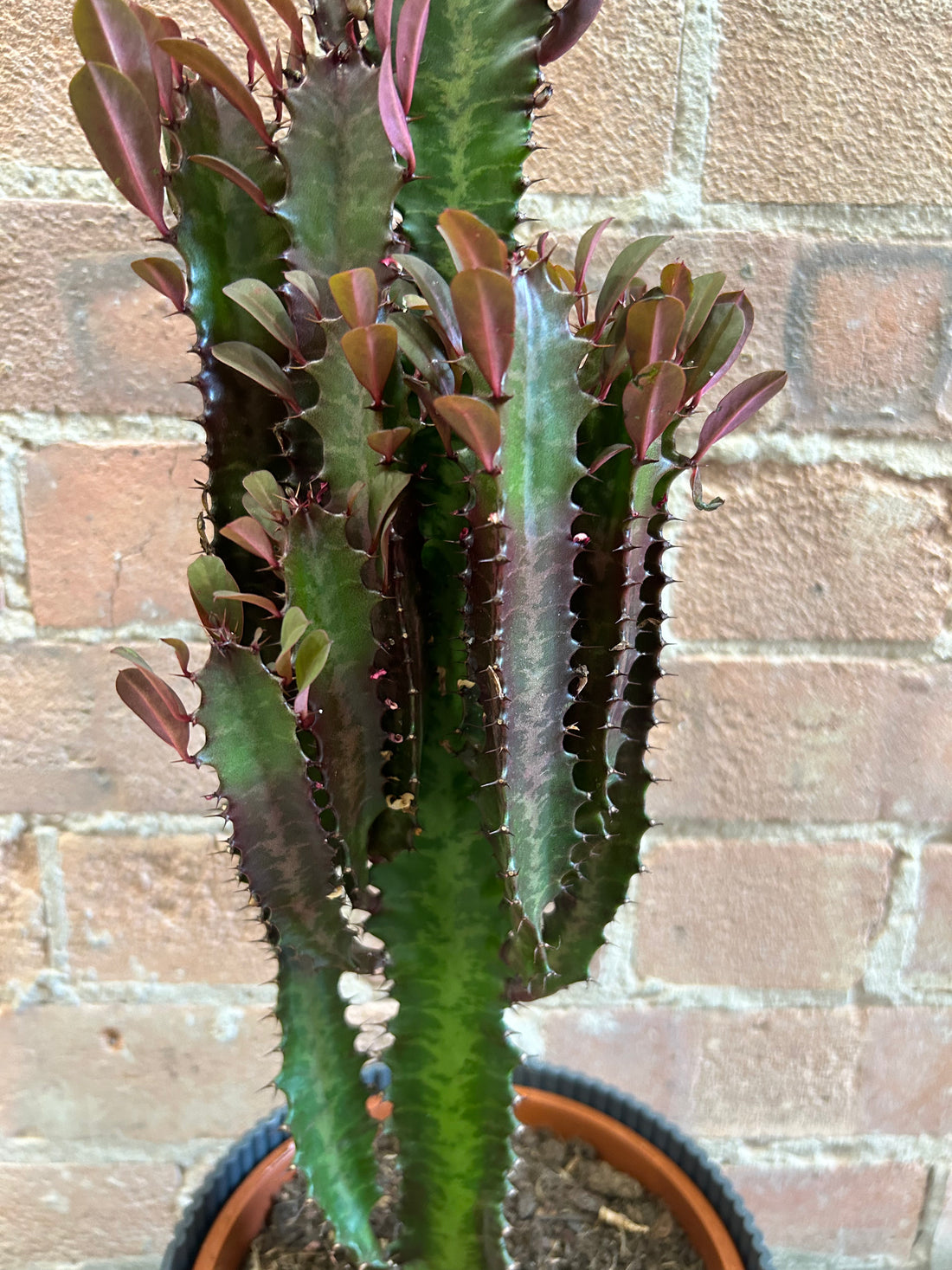 Euphorbia trigona