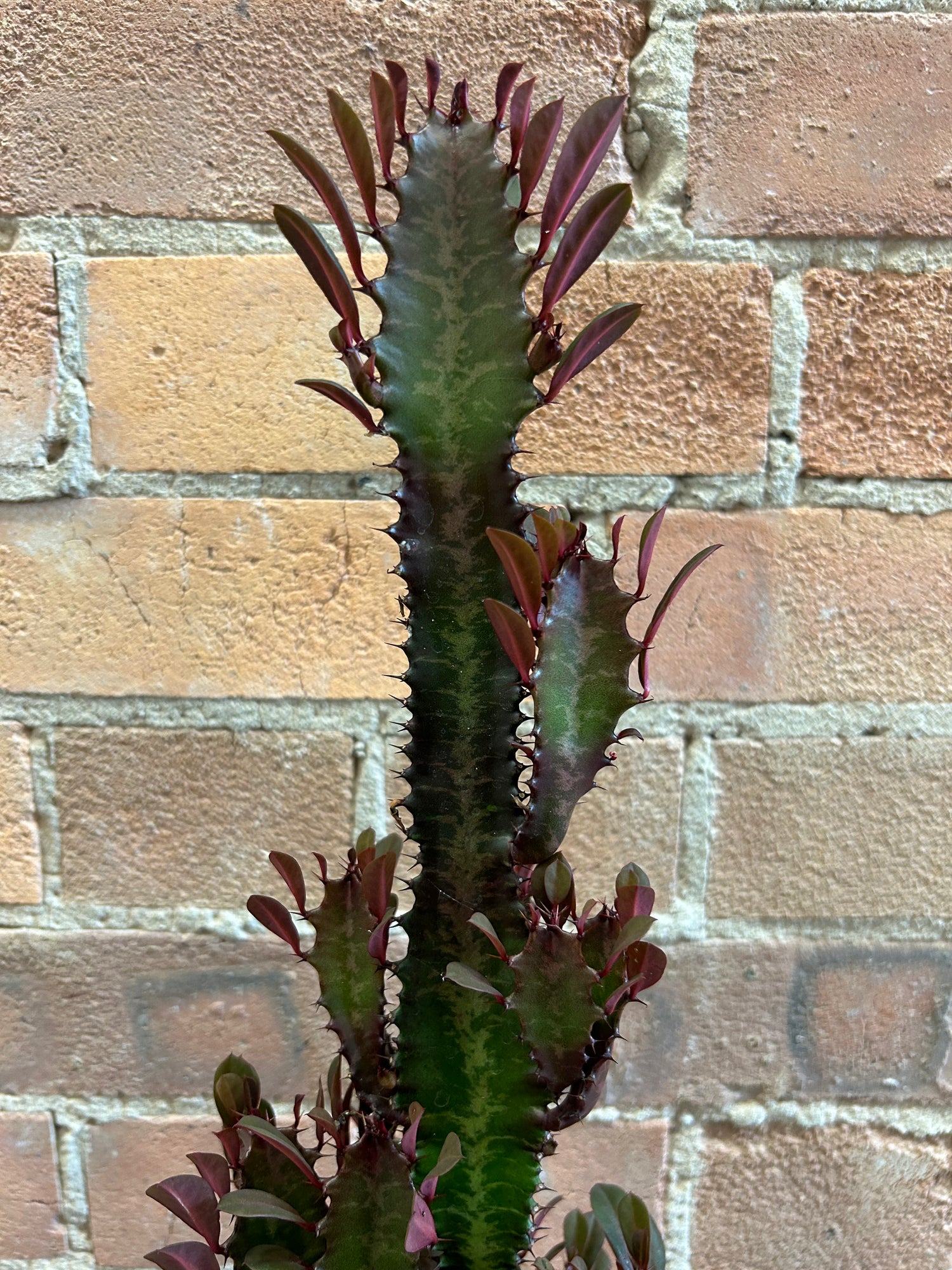Euphorbia trigona