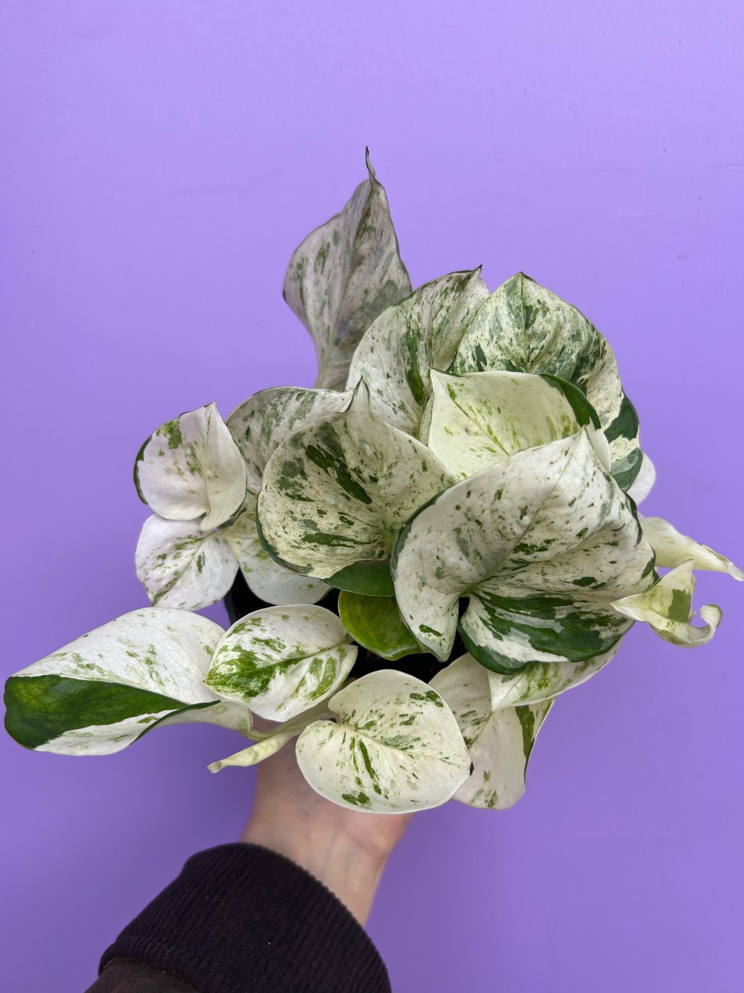 Epipremnum Pinnatum Happy Leaf