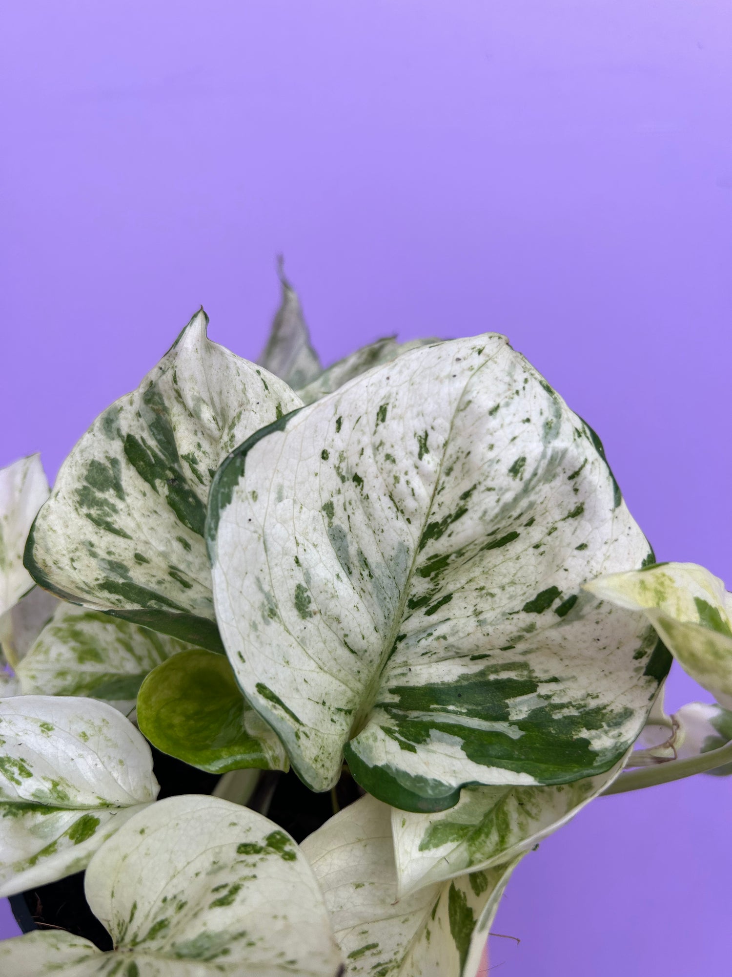 Epipremnum Pinnatum Happy Leaf