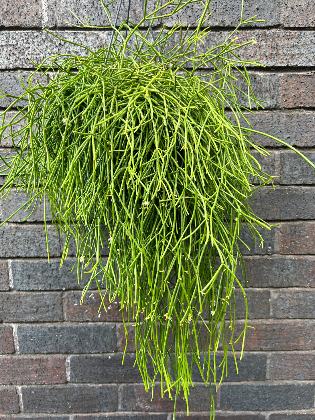 Rhipsalis Baccifera Oasis