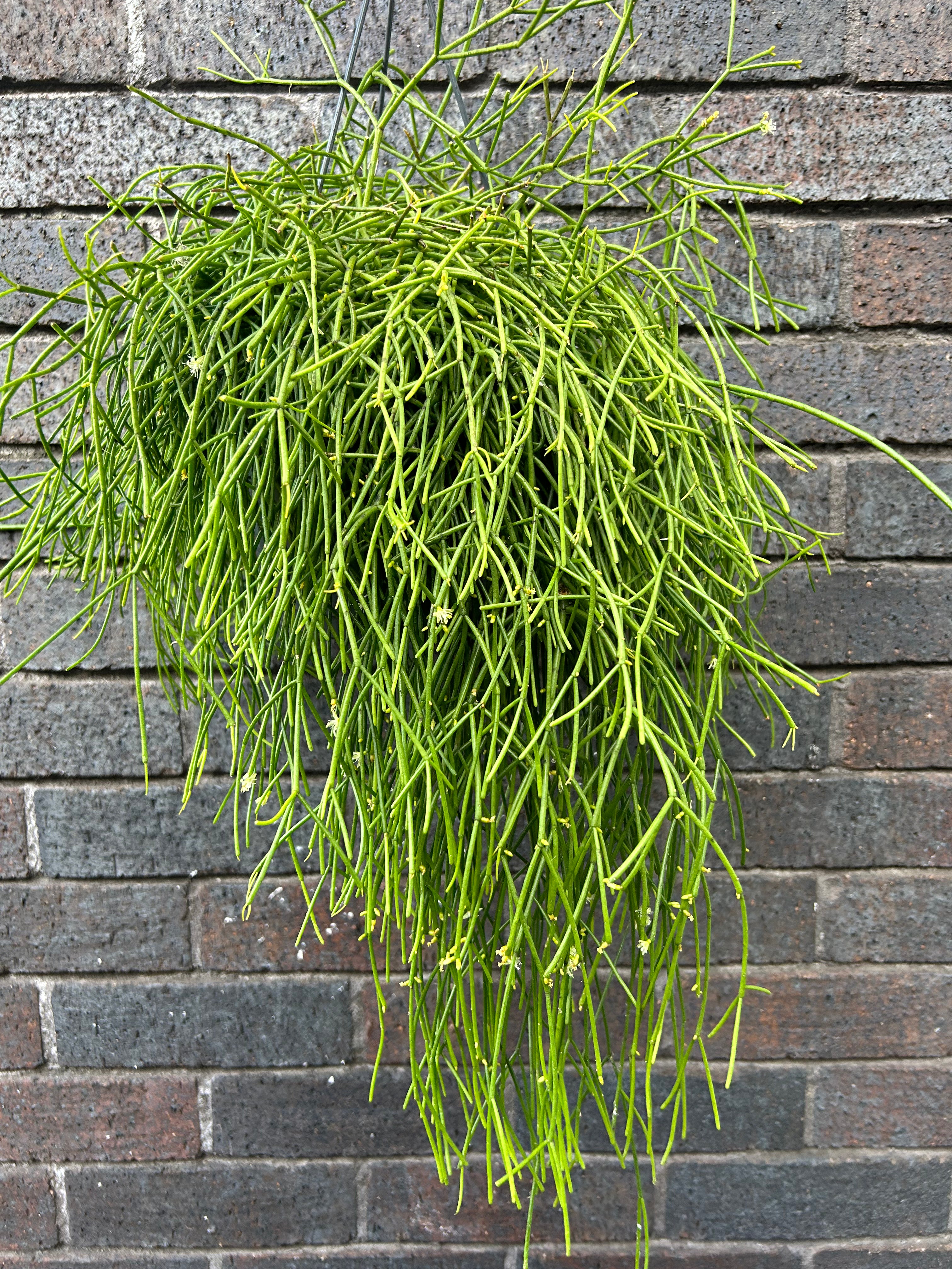 Rhipsalis Baccifera Oasis