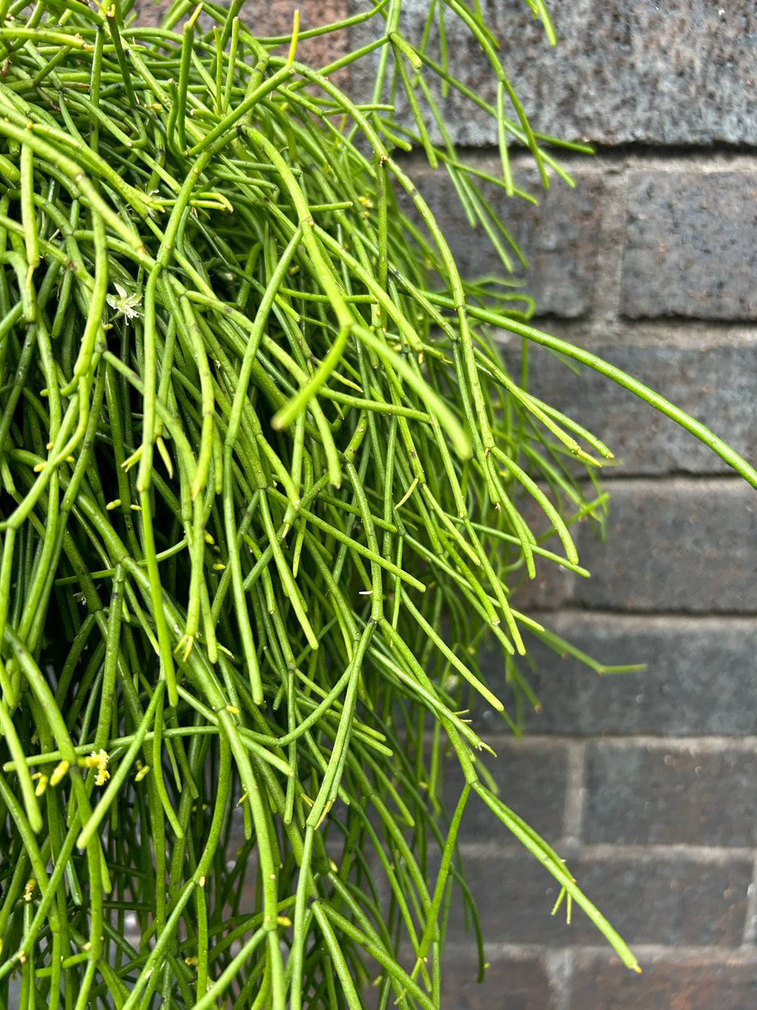 Rhipsalis Baccifera Oasis