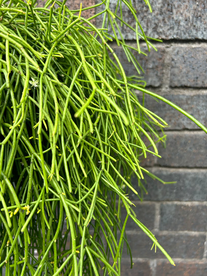 Rhipsalis Baccifera Oasis