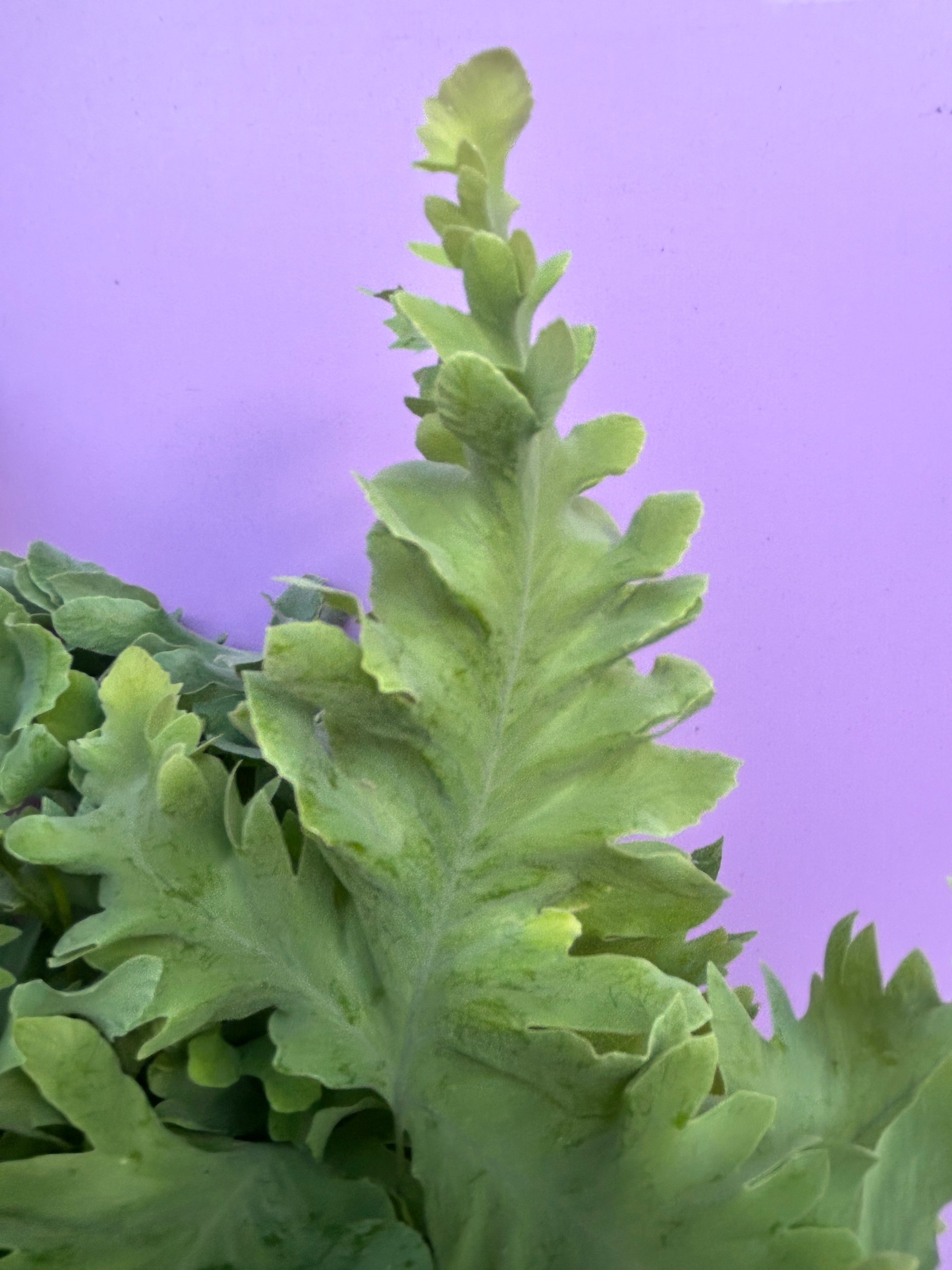 Phlebodium aureum (Blue Star Fern)