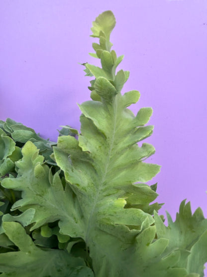 Phlebodium aureum (Blue Star Fern)