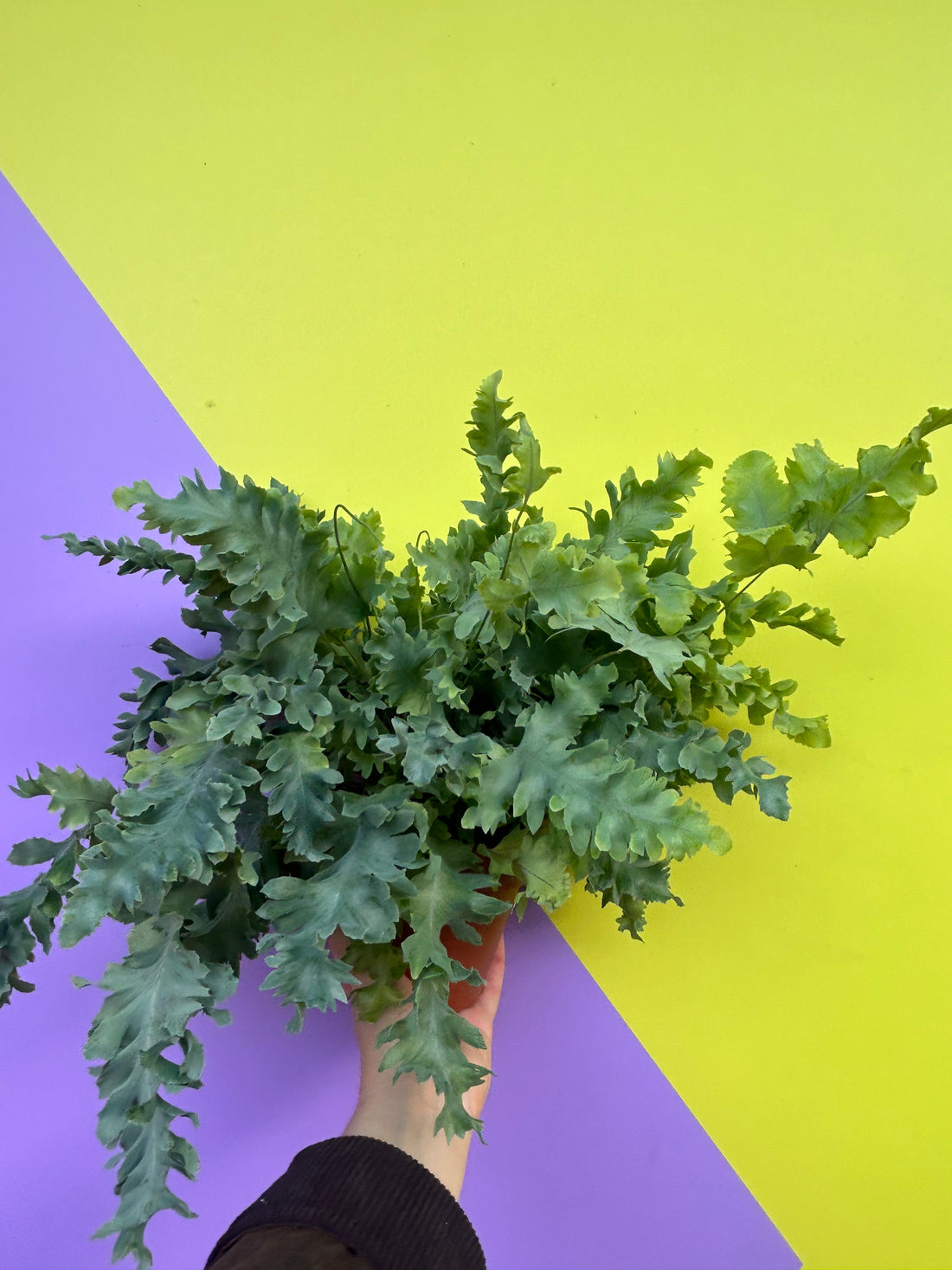 Phlebodium aureum (Blue Star Fern)