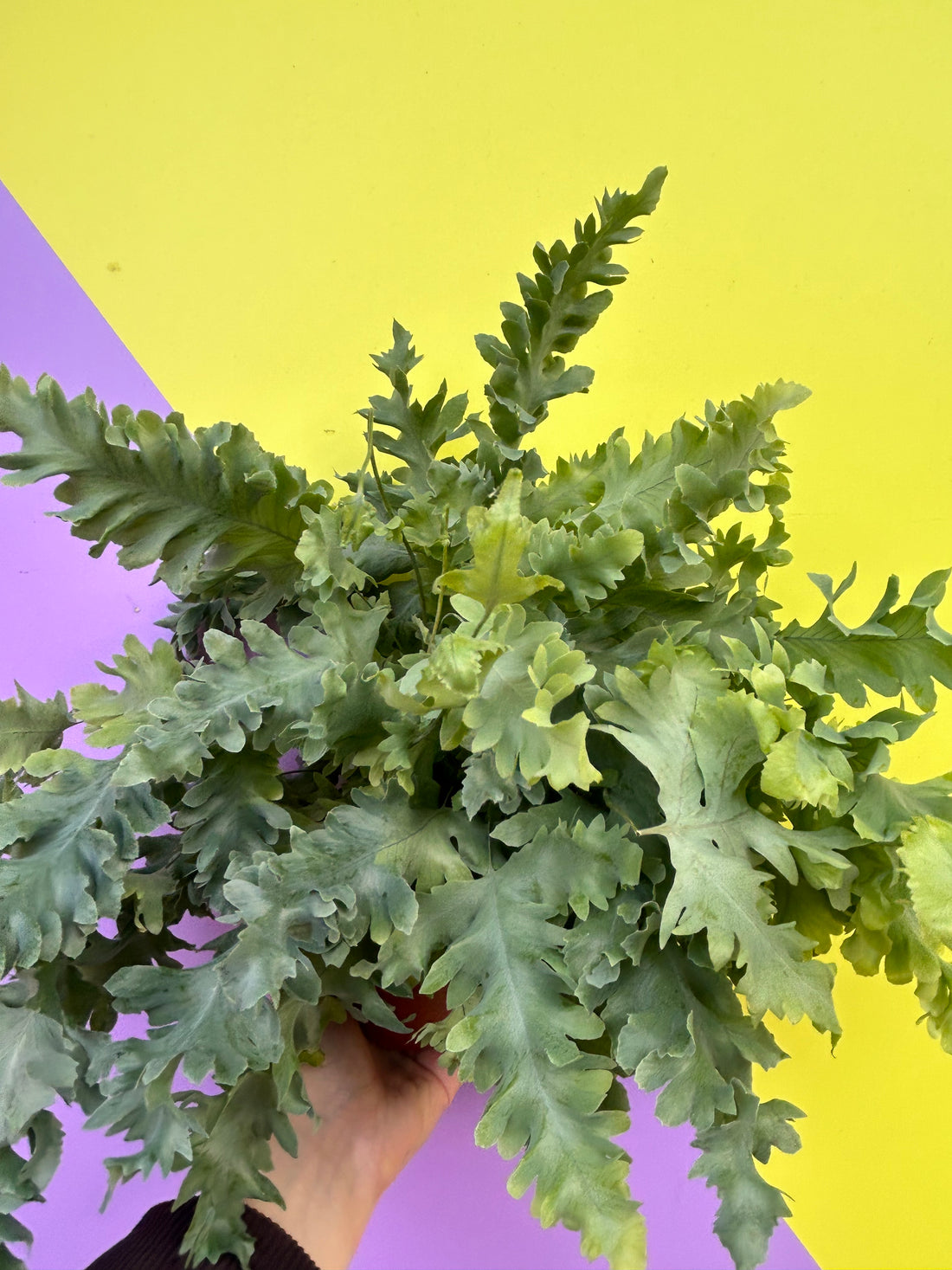 Phlebodium aureum (Blue Star Fern)