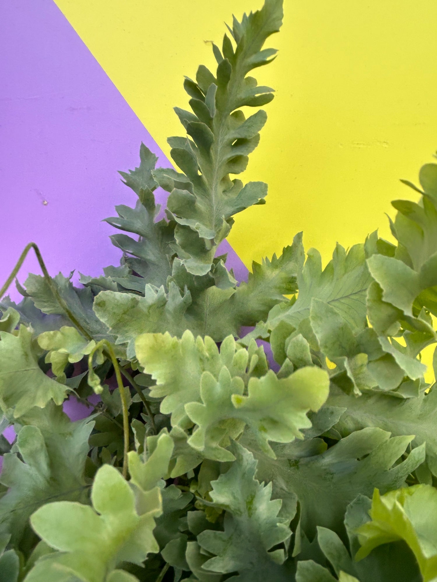 Phlebodium aureum (Blue Star Fern)