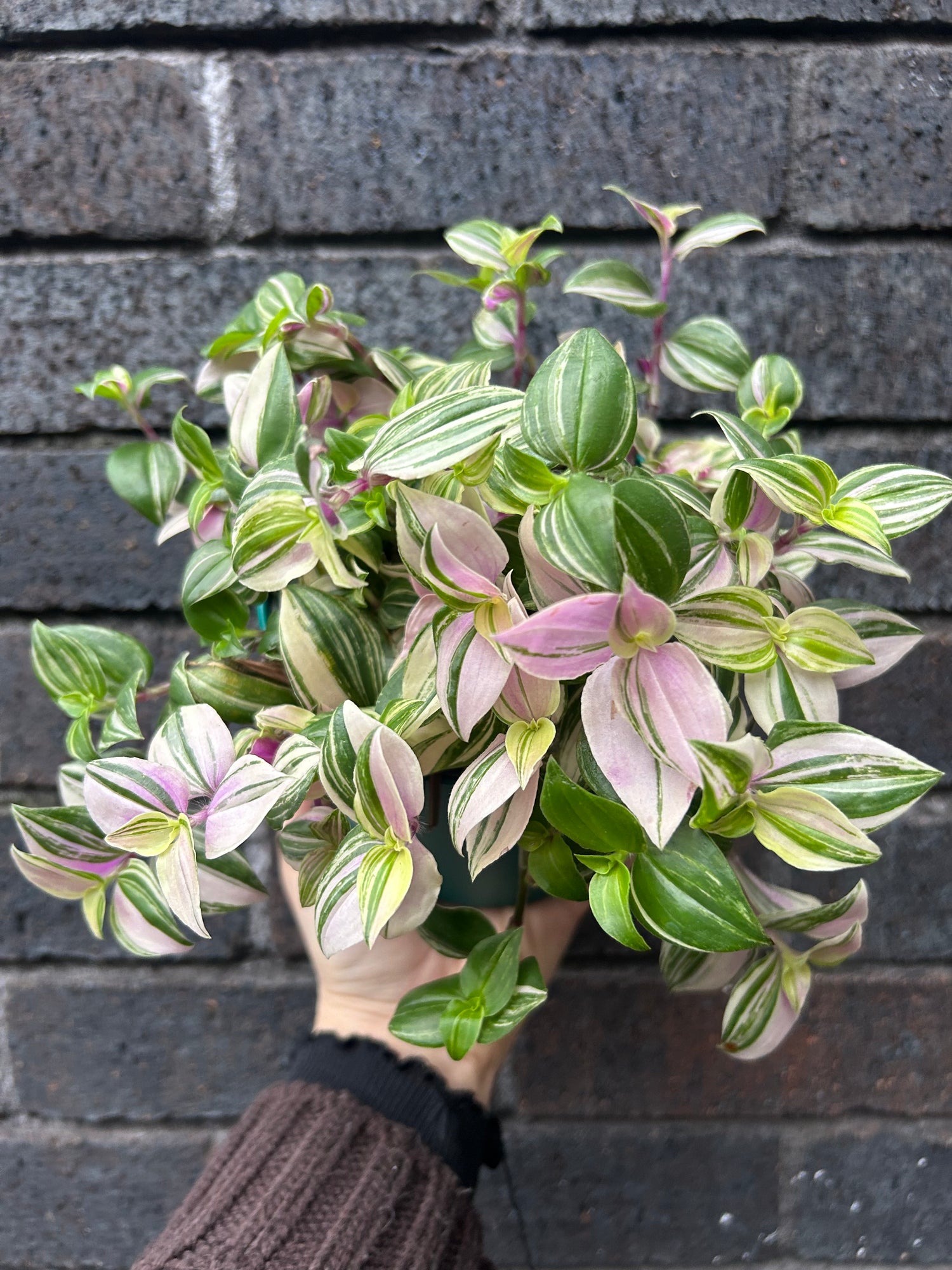 Tradescantia fluminensis