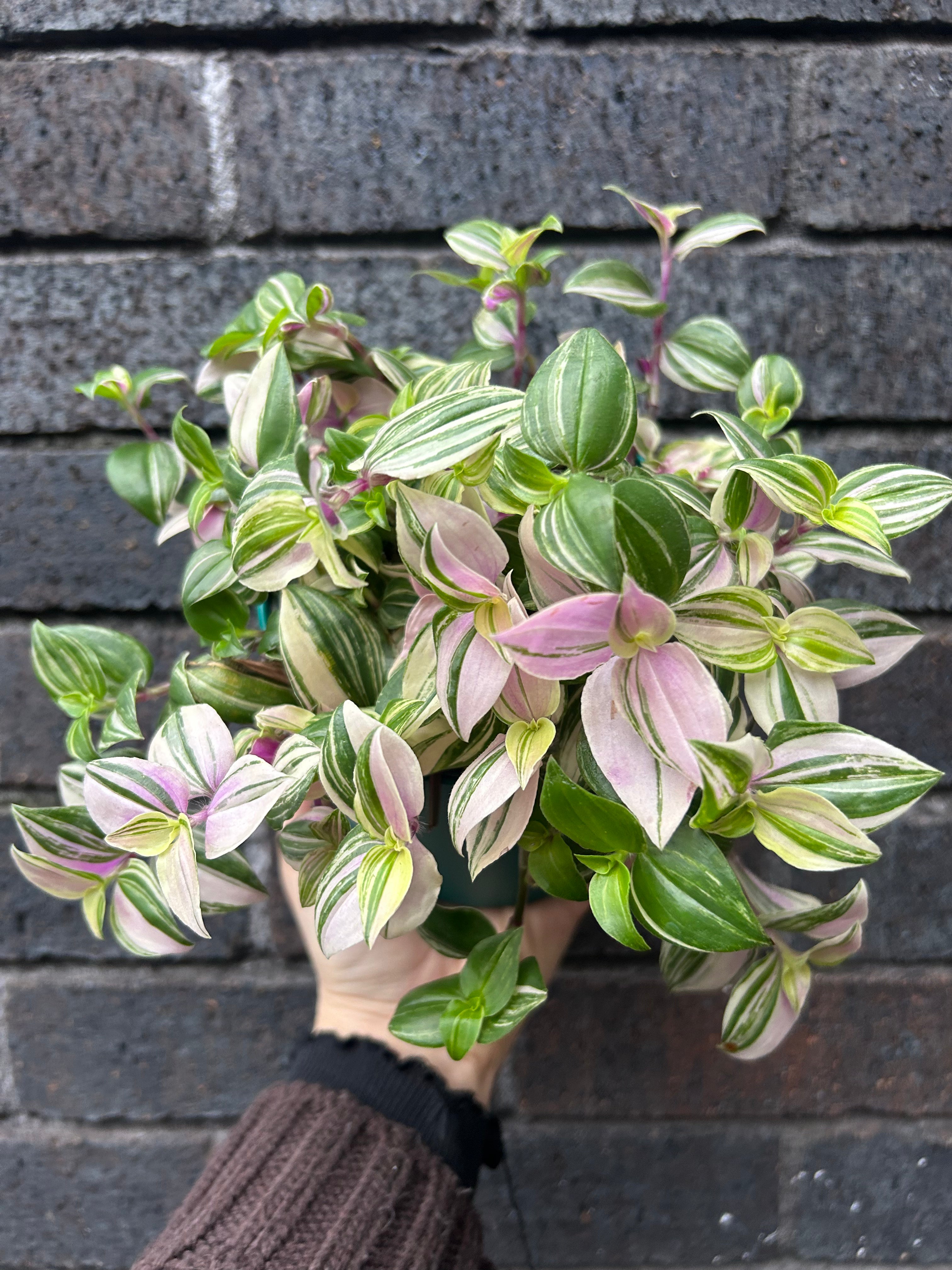 Tradescantia fluminensis
