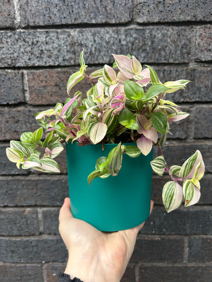 Tradescantia fluminensis