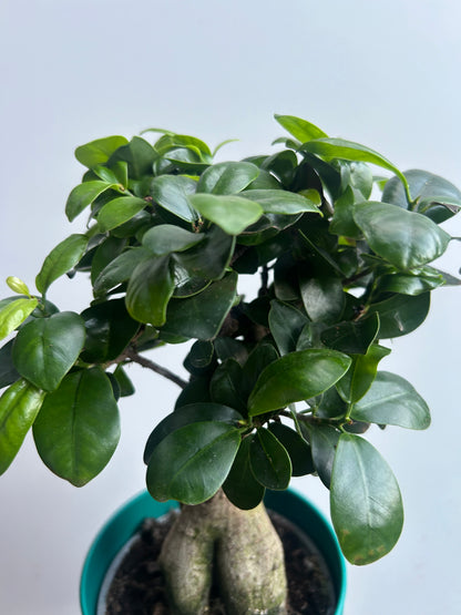 Ficus Ginseng