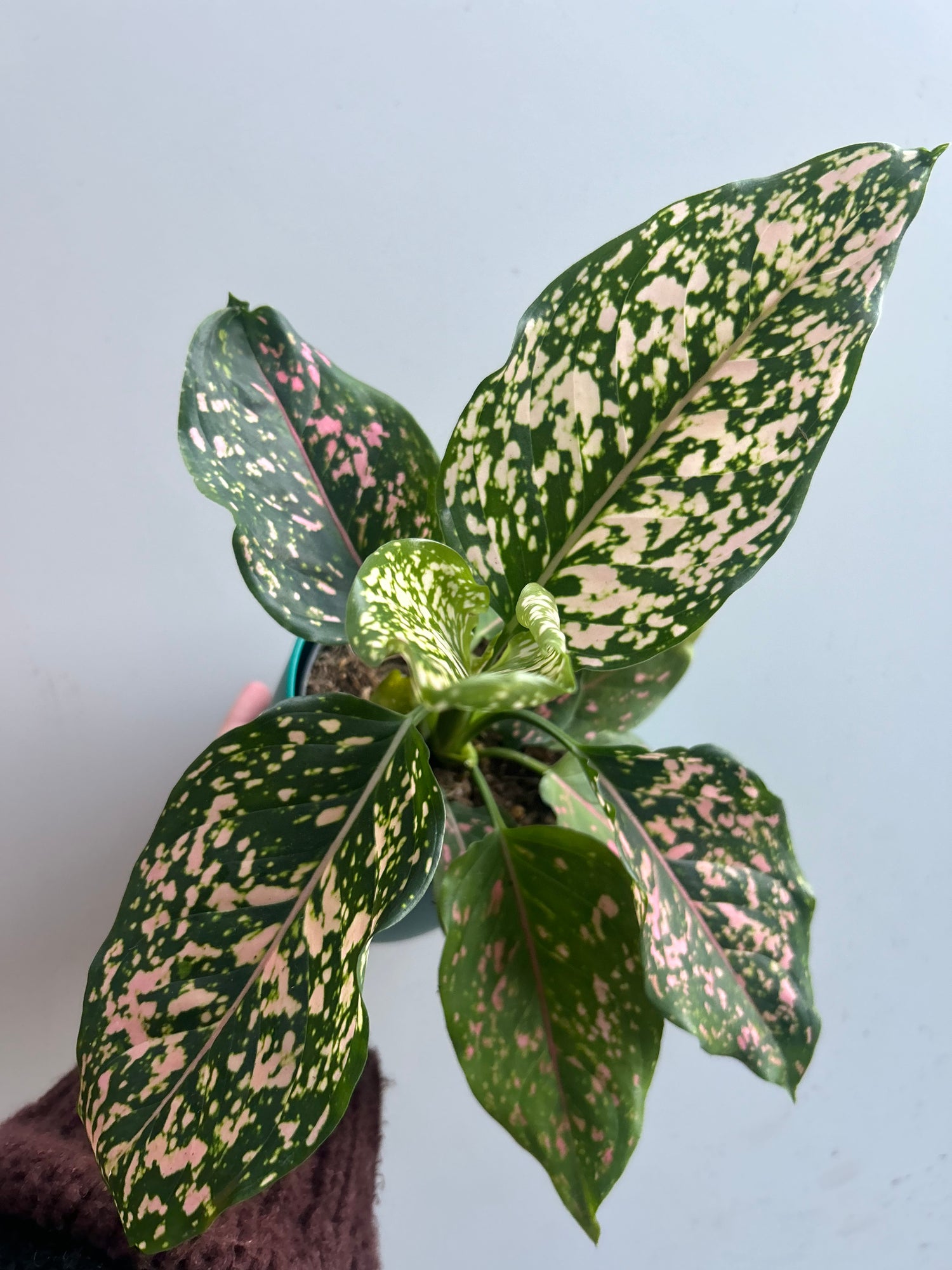 Aglaonema Pink Leopard