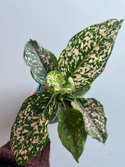 Aglaonema Pink Leopard