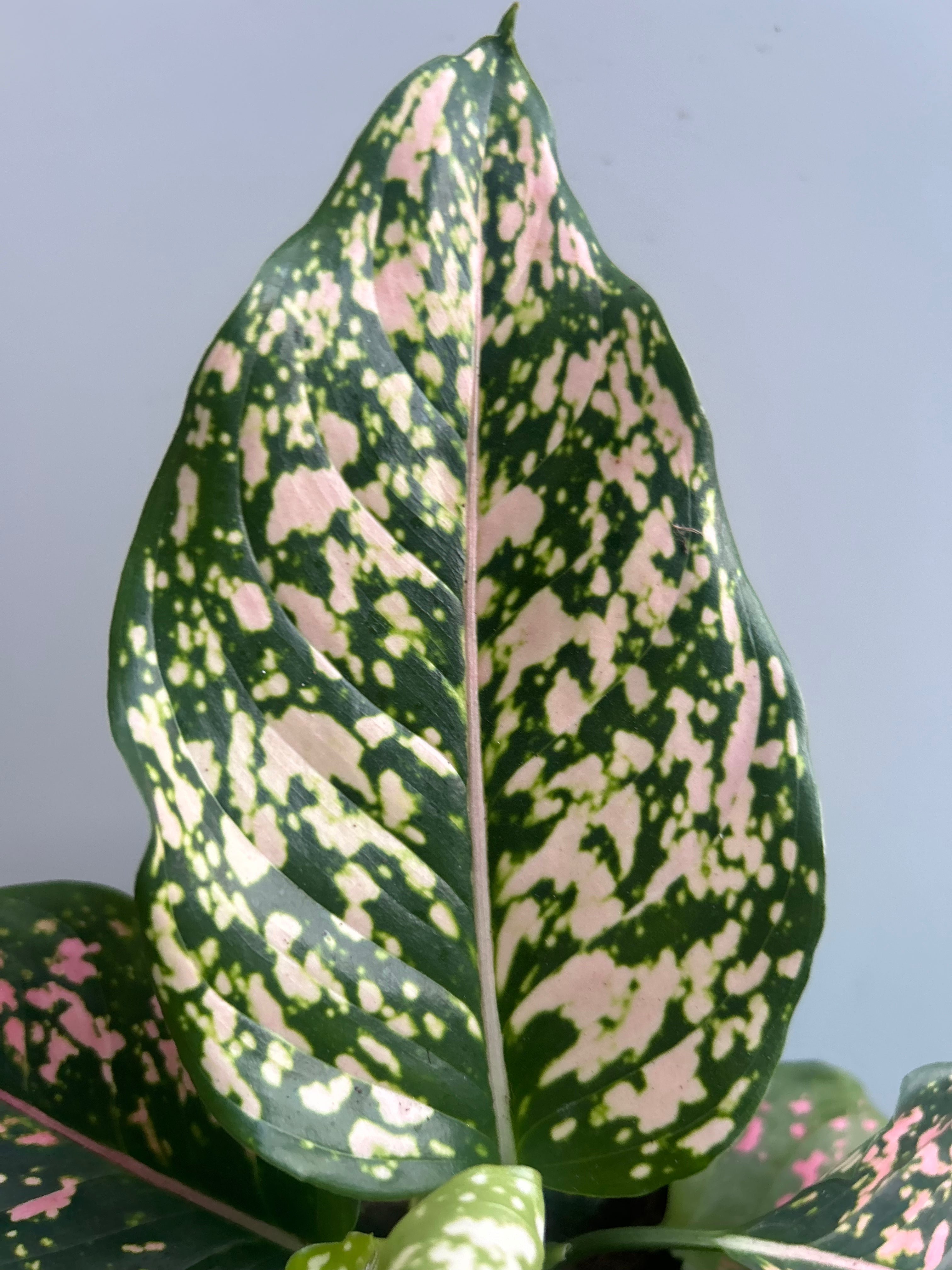 Aglaonema Pink Leopard
