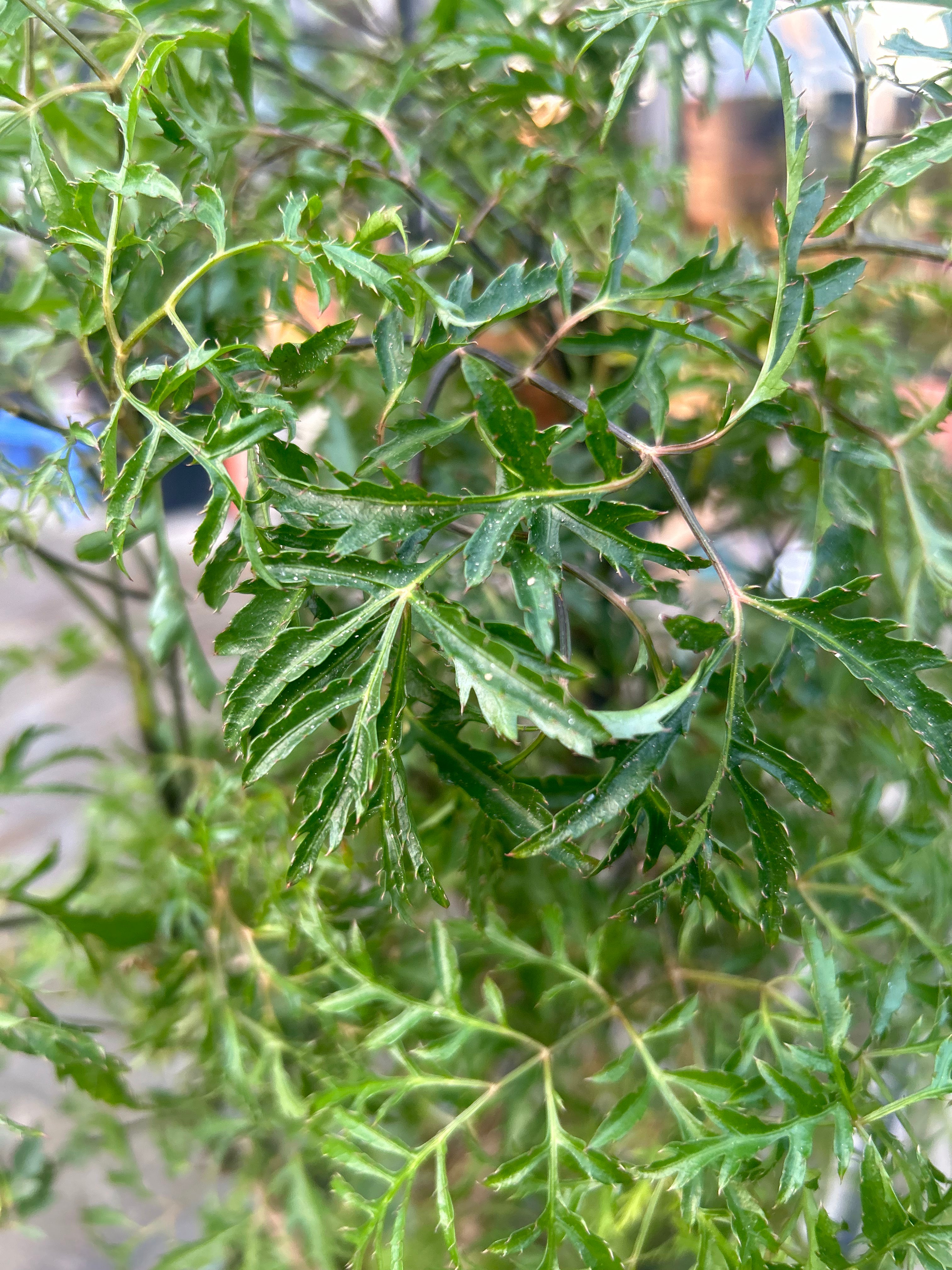 Polyscias Hawaiiana Ming