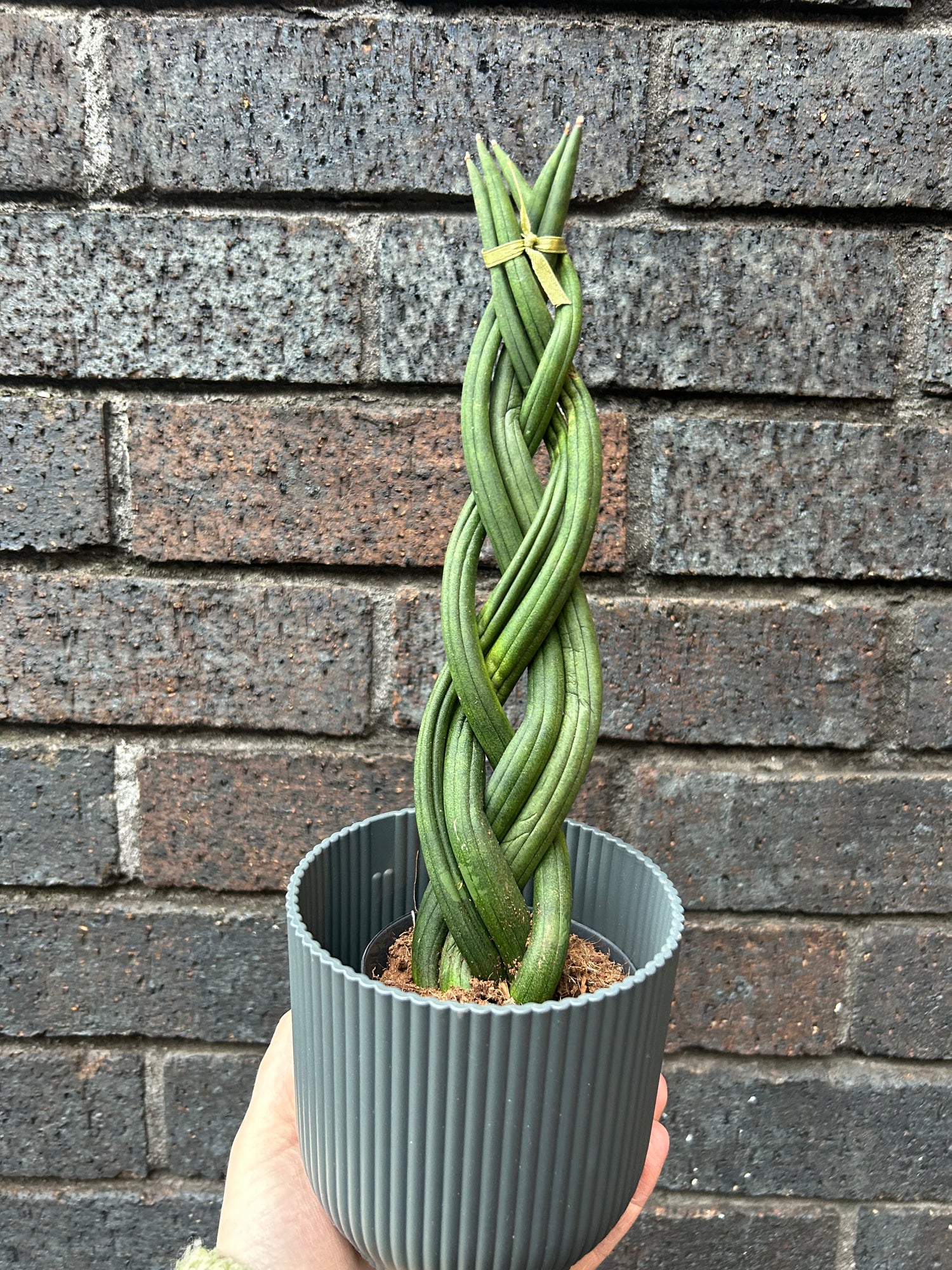 Sansevieria Cylindrica Braided