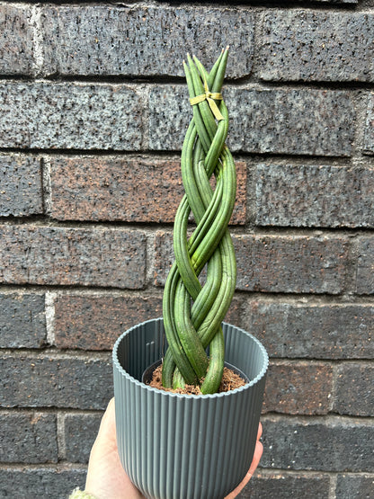 Sansevieria Cylindrica Braided