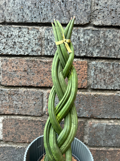Sansevieria Cylindrica Braided