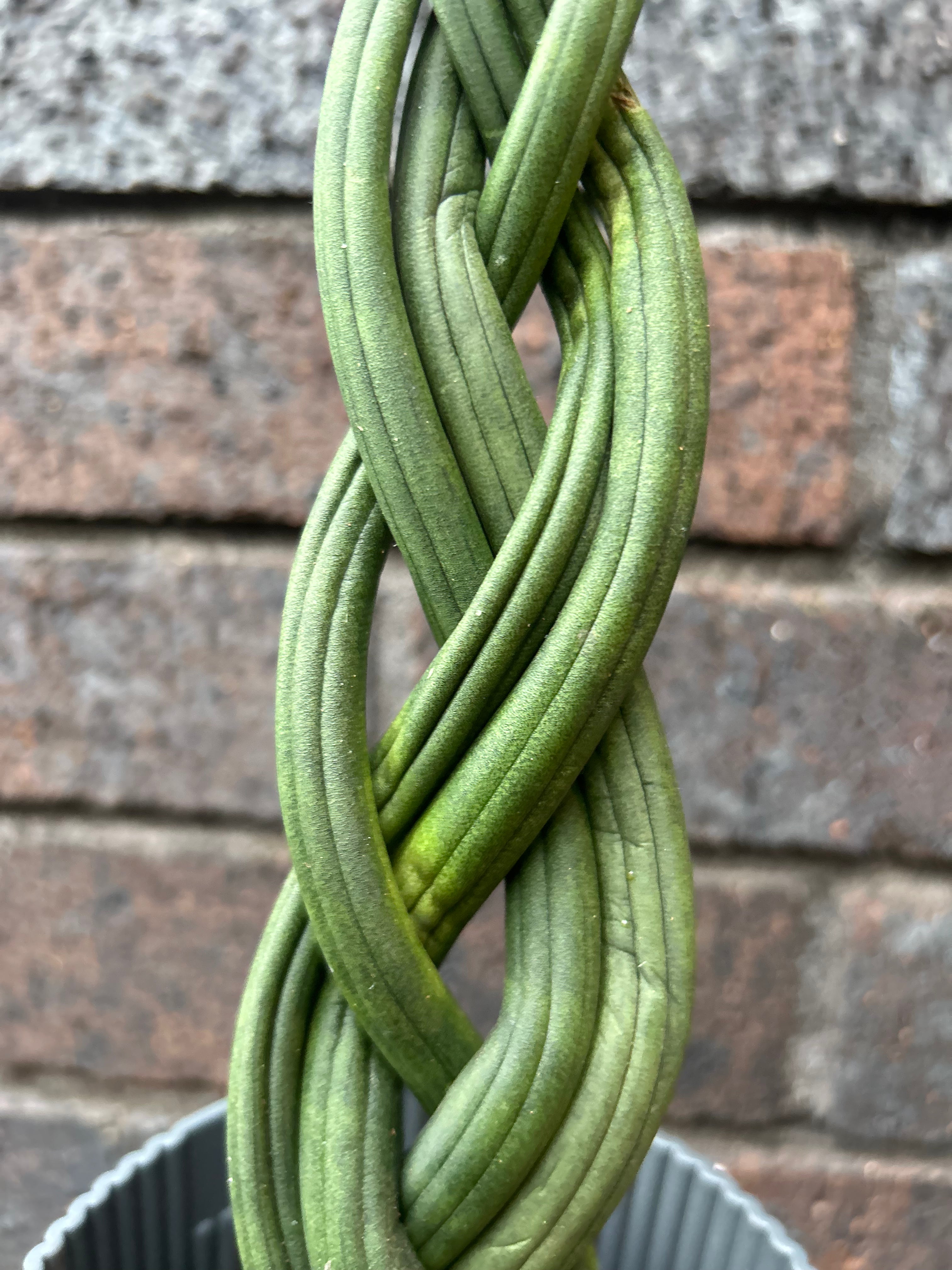 Sansevieria Cylindrica Braided