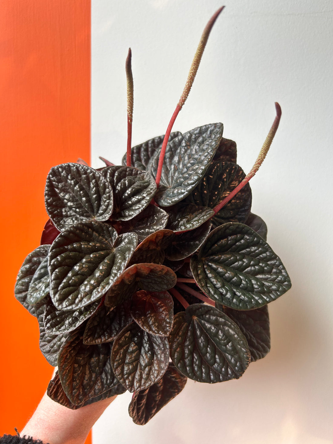 Peperomia Chocolate