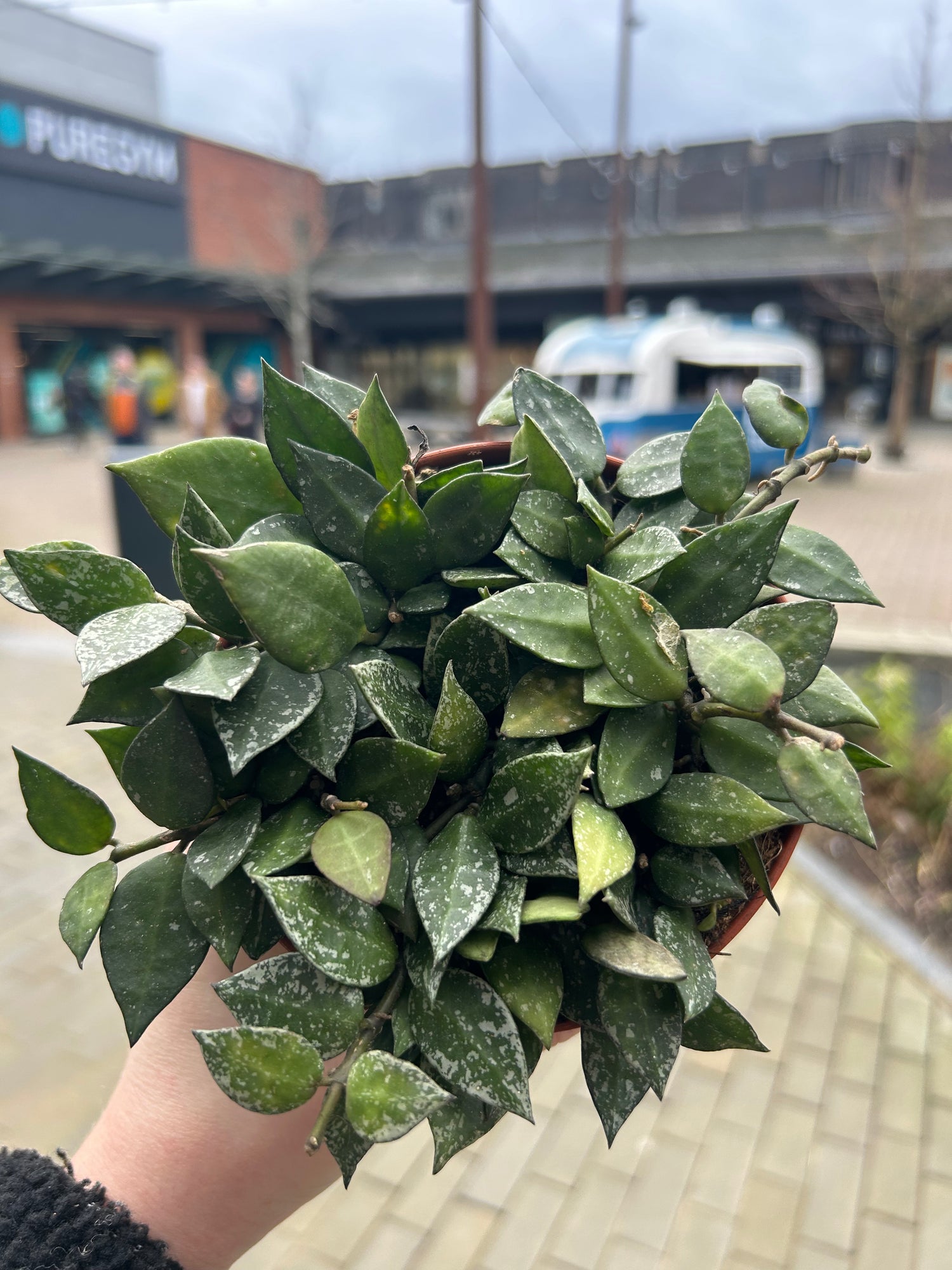 Hoya Krohniana Splash