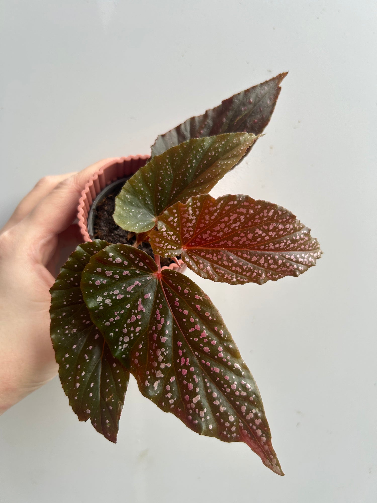 Begonia Pink Spot