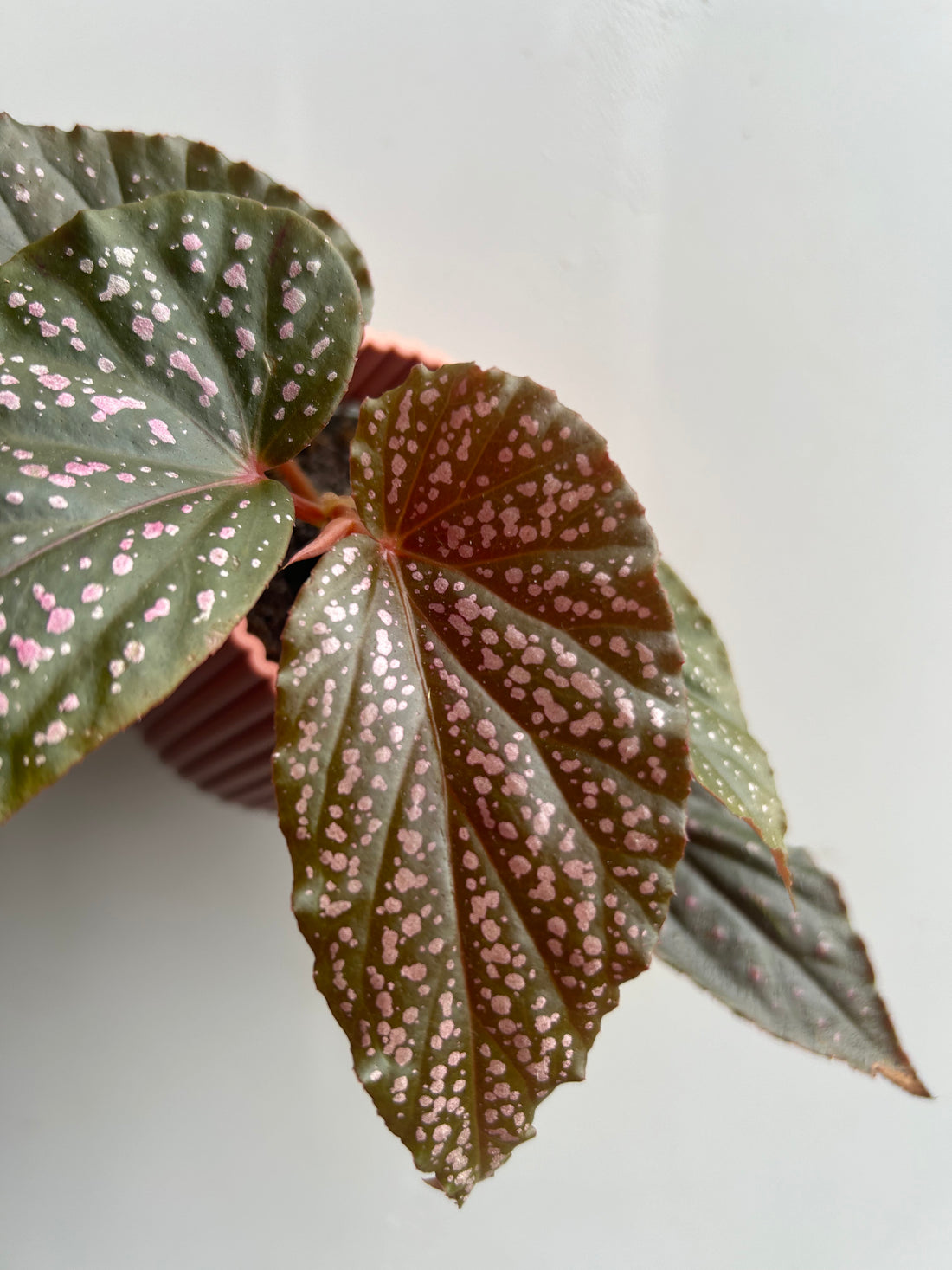 Begonia Pink Spot