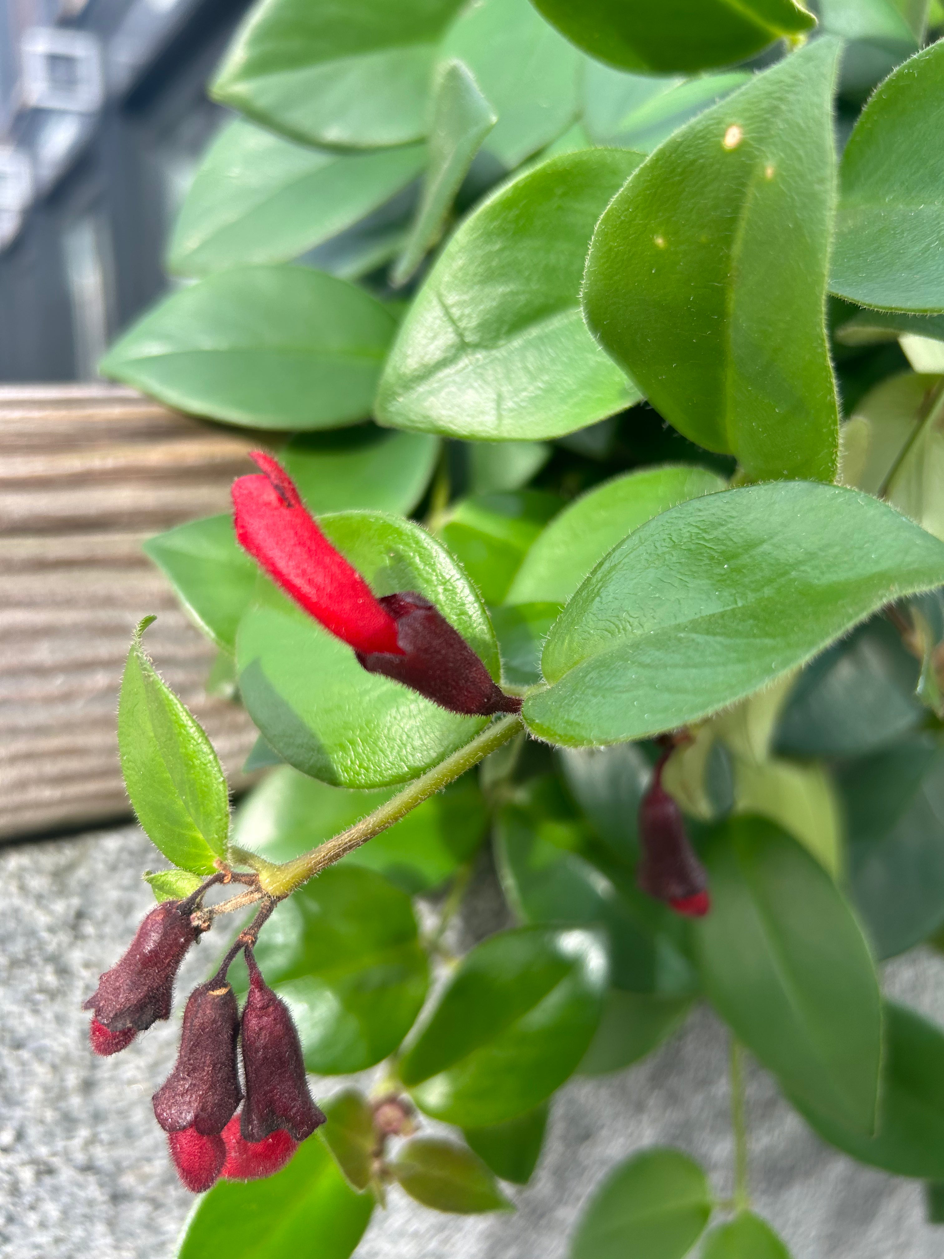 Aeschynanthus Mona Lisa