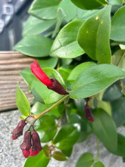 Aeschynanthus Mona Lisa
