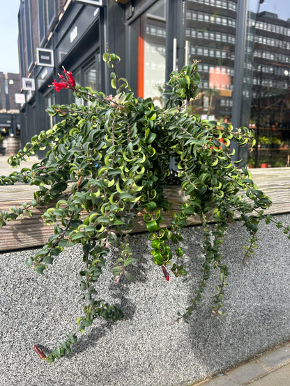 Aeschynanthus ‘Swing’