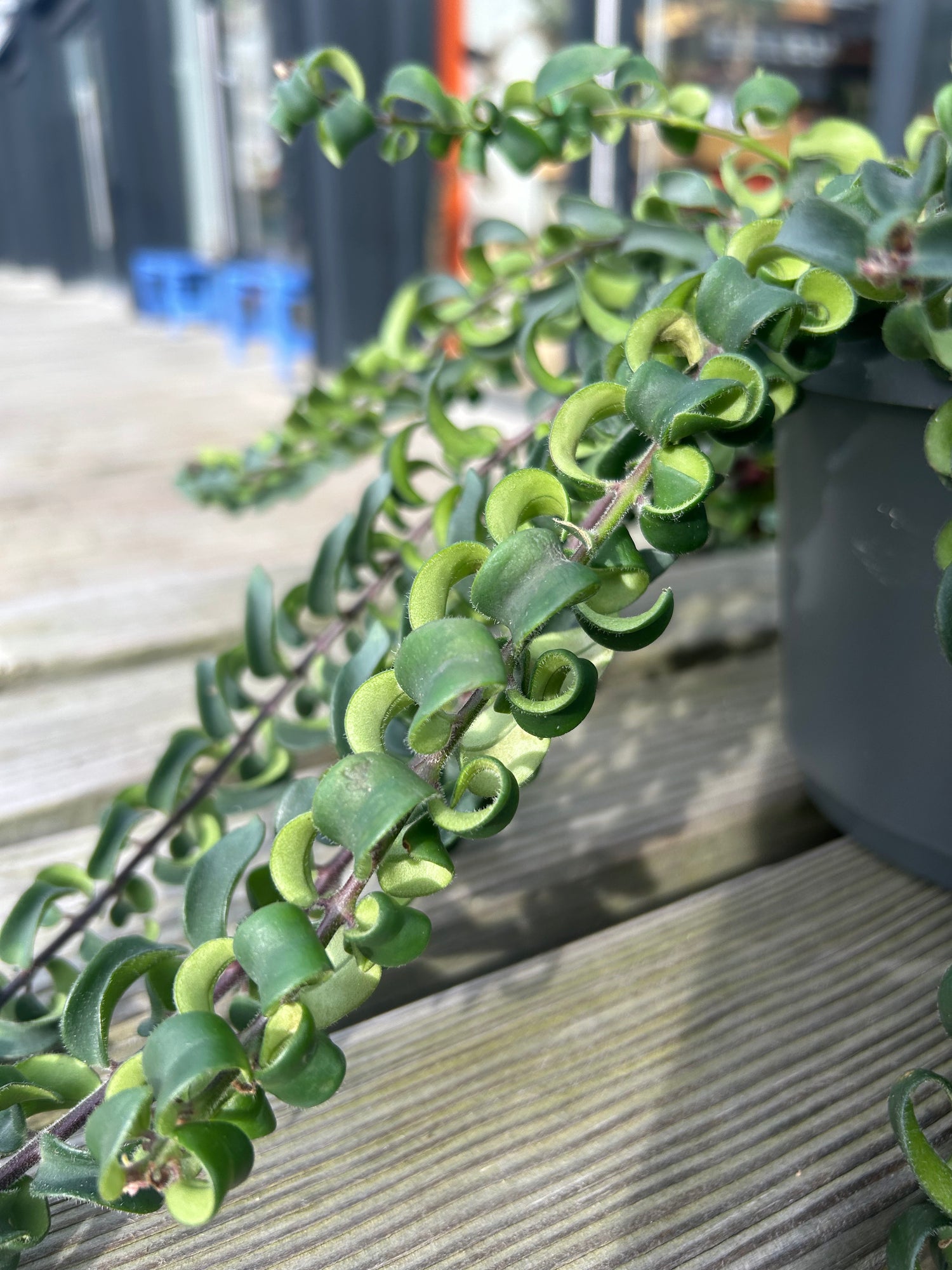 Aeschynanthus ‘Swing’