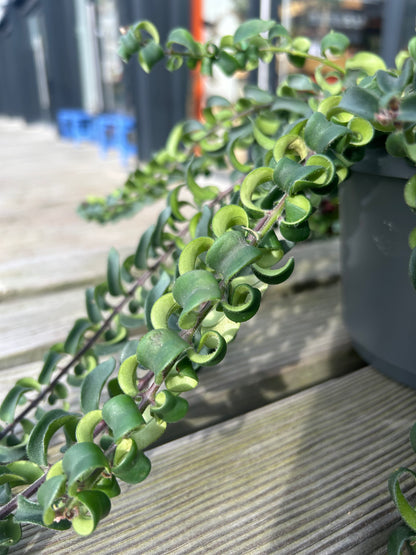 Aeschynanthus ‘Swing’