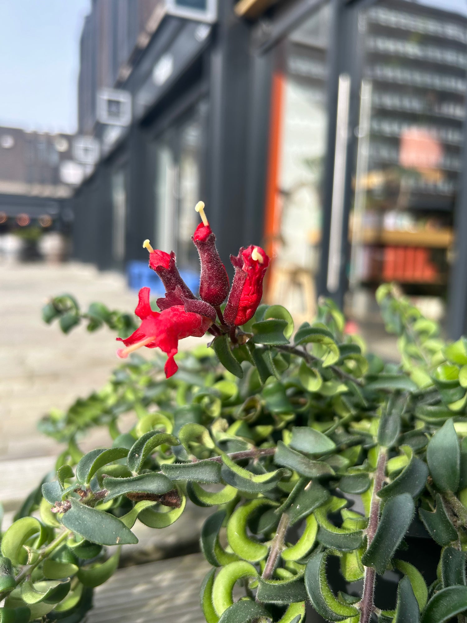 Aeschynanthus ‘Swing’