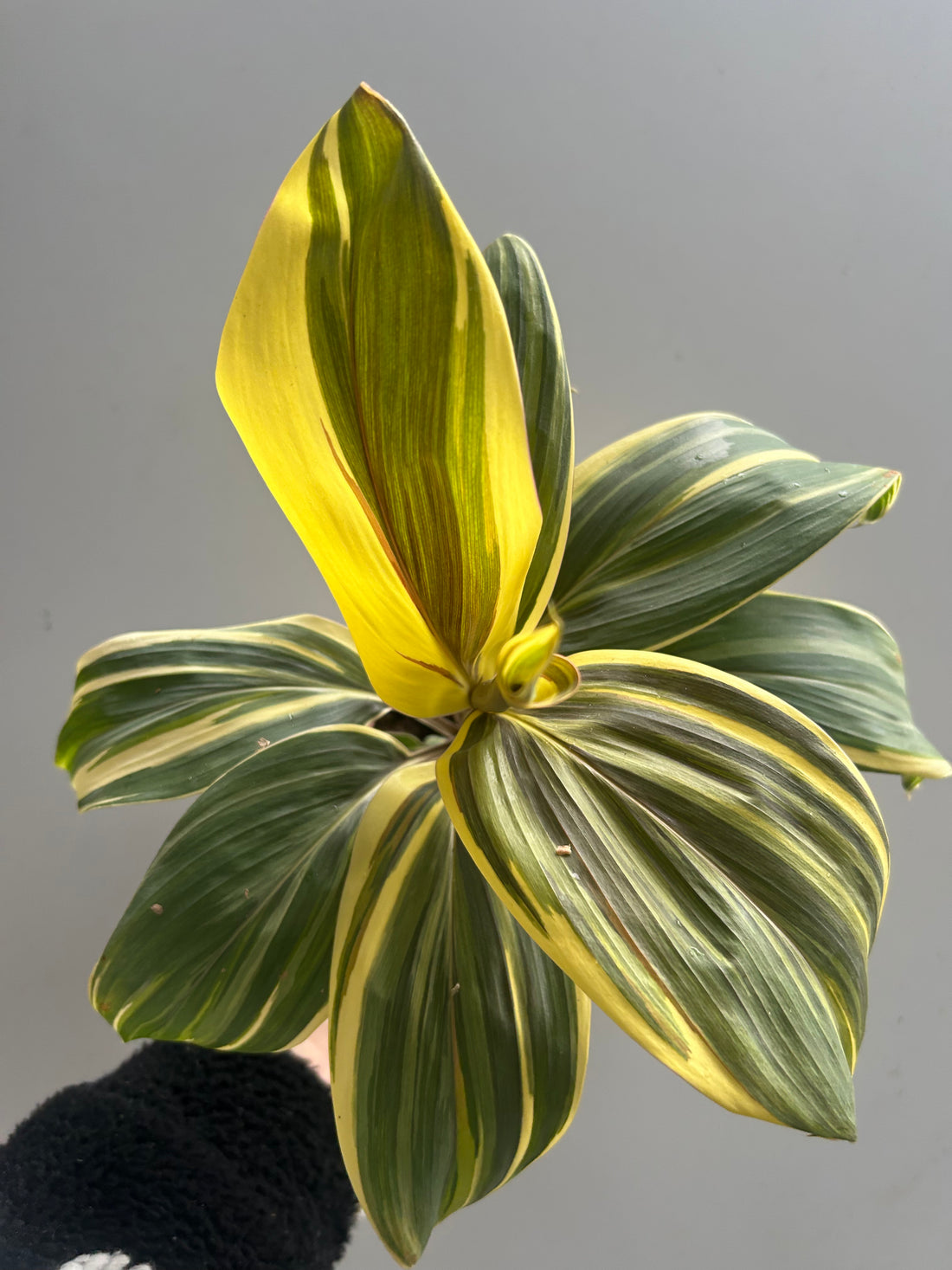 Cordyline Chocolate Queen