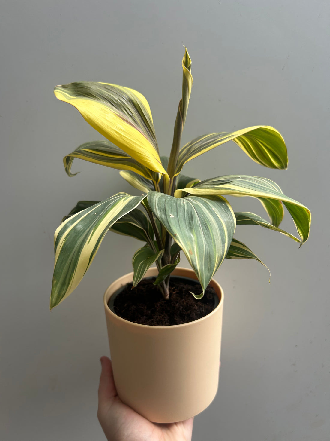 Cordyline Chocolate Queen