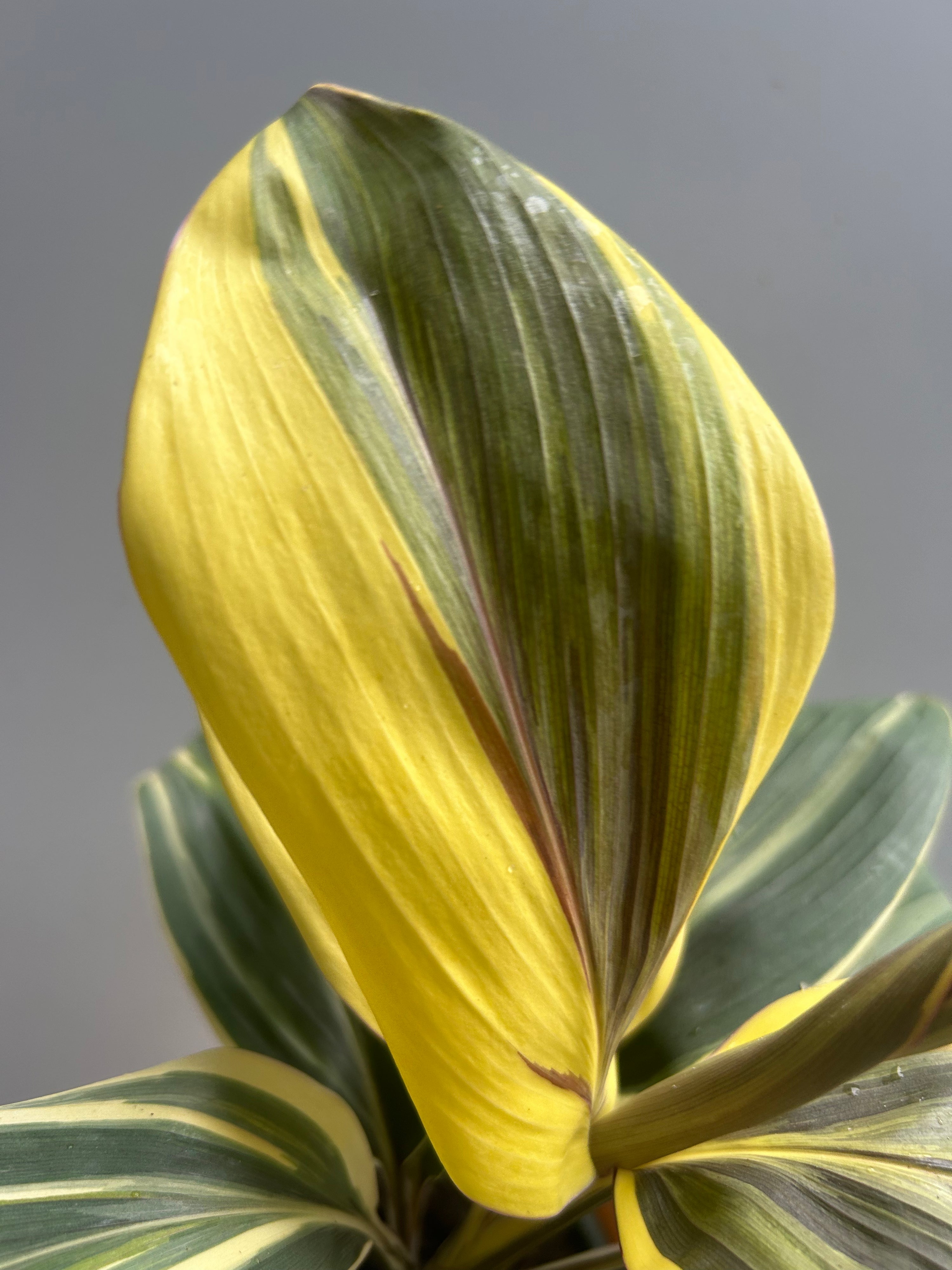 Cordyline Chocolate Queen