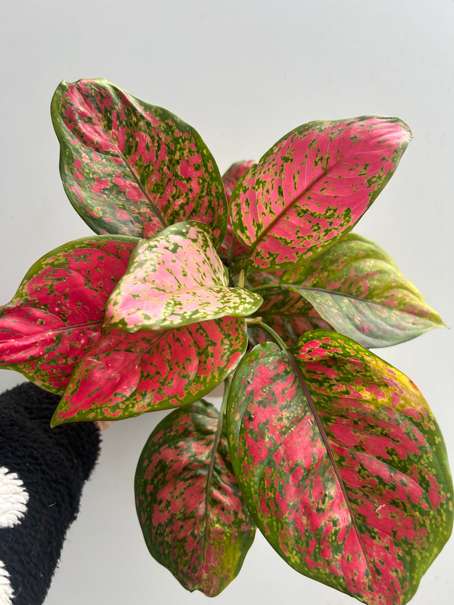 Aglaonema Spotted Star